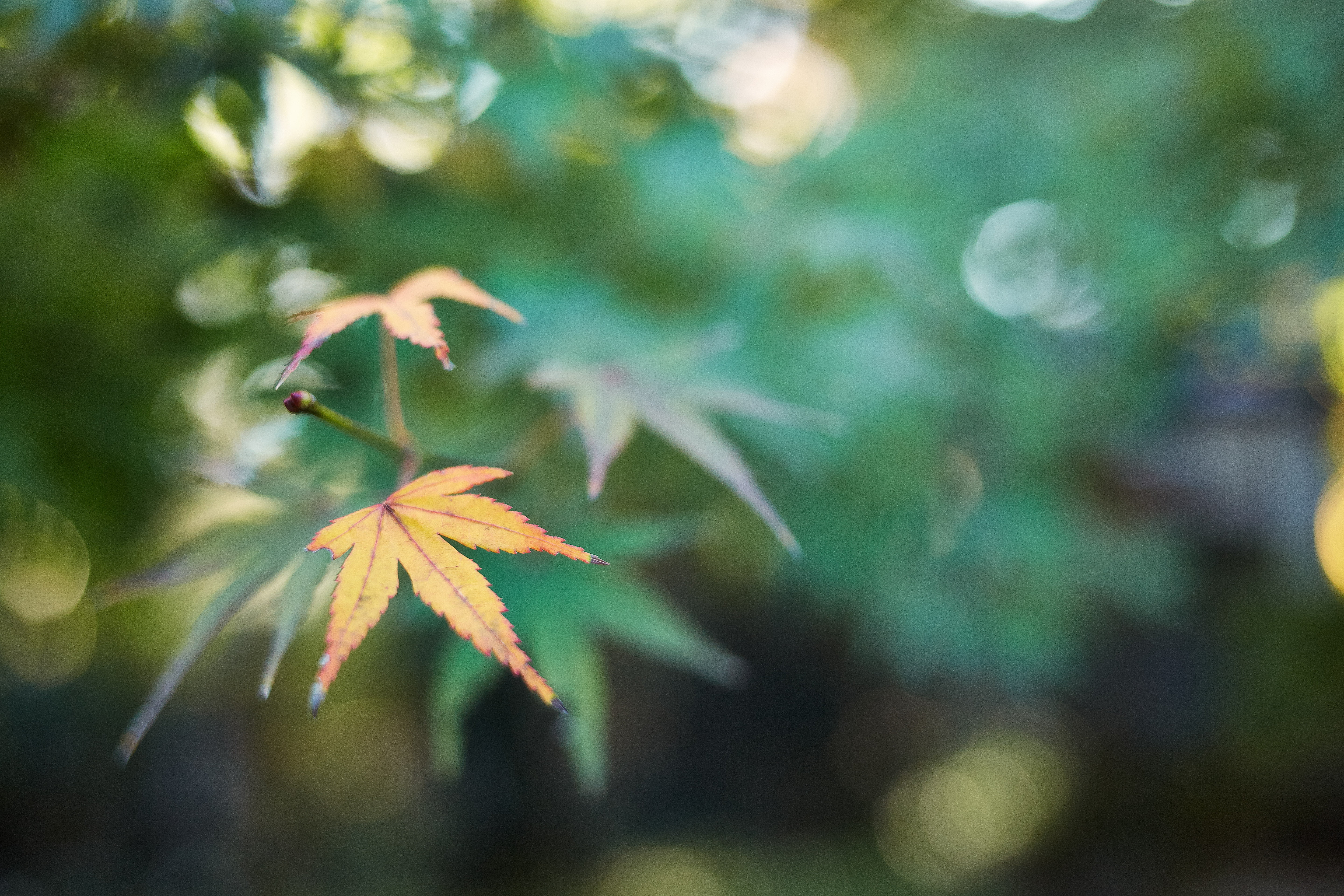 秋, shi, bokeh, yellow, 中院, Canon, maple, 5K, season, leaf, Autumn Colors, Beginning of Autumn, outdoors, forest, Saitama  JAPAN, canabis, green Color, HD Wallpaper