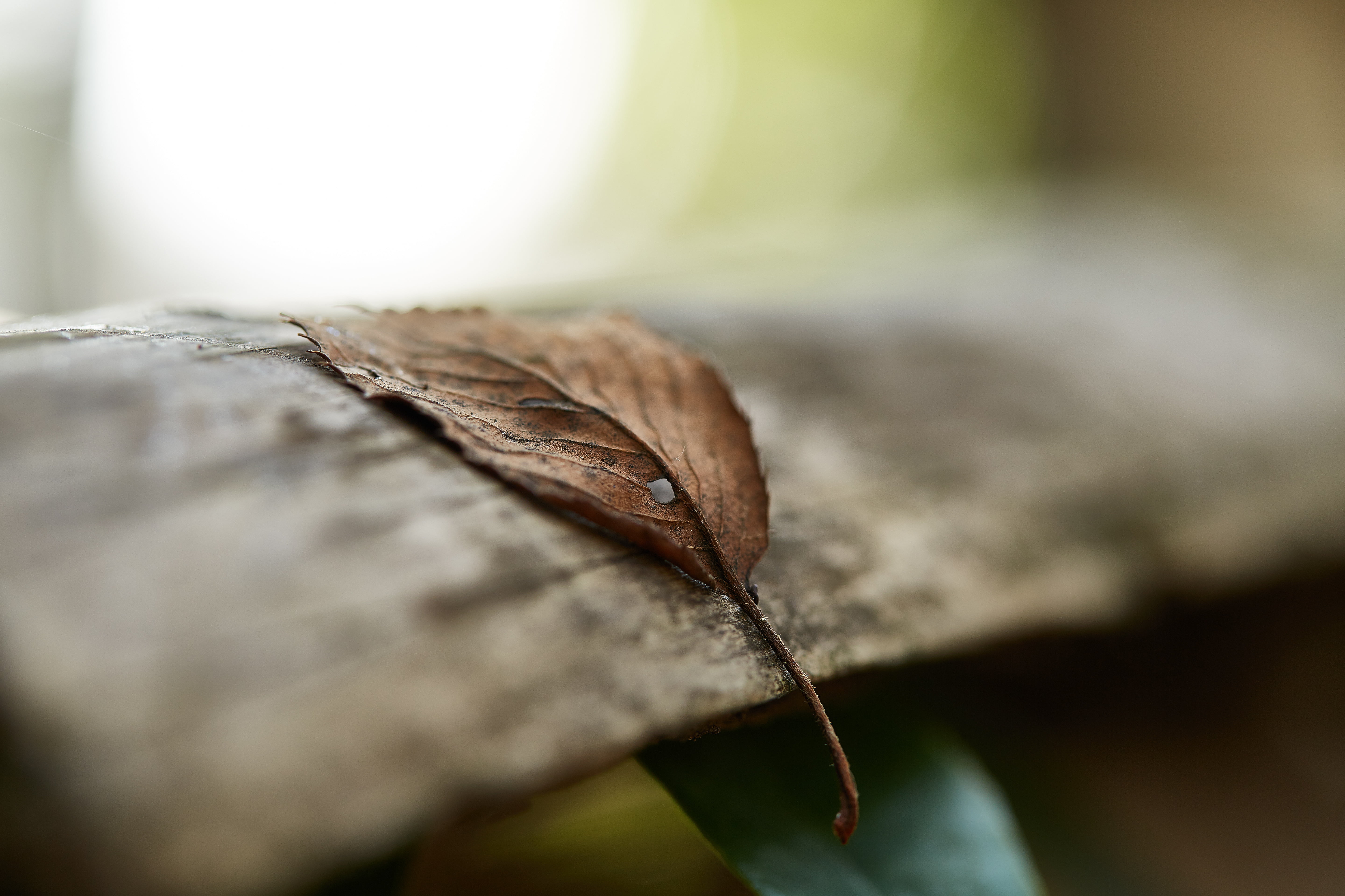 tree, wood, selective focus, Saitama  JAPAN, brown wood, focus, bokeh, 5K, Canon, Naka, selective, green, nature, shi, leaf, plant, brown, green leaf, HD Wallpaper