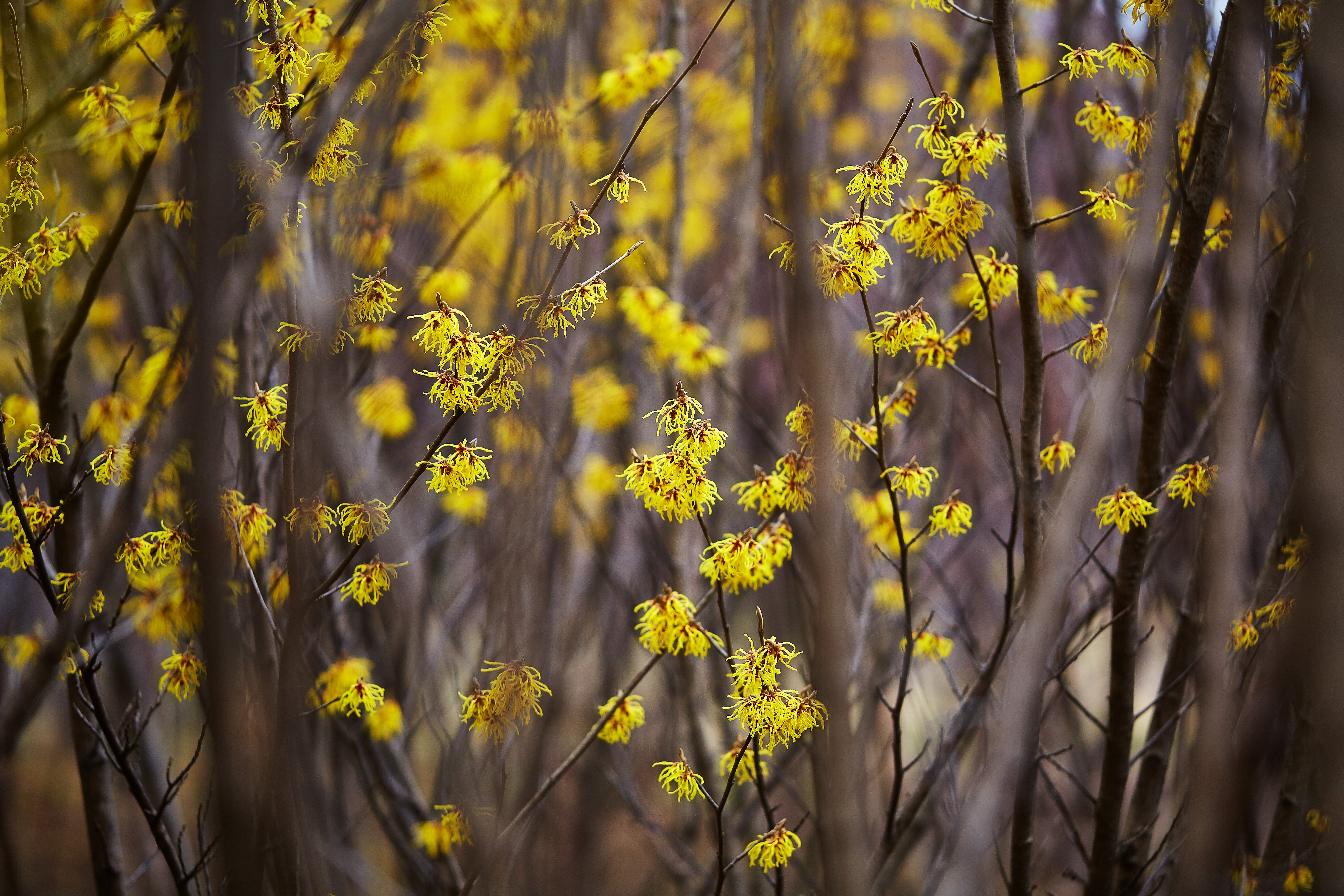 日本, japonica, close-up photography, summer, flower, macro, shi, Canon, petaled, yellow, nature, Saitama  JAPAN, photography, close, 5K, flowers, Hamamelis, HD Wallpaper