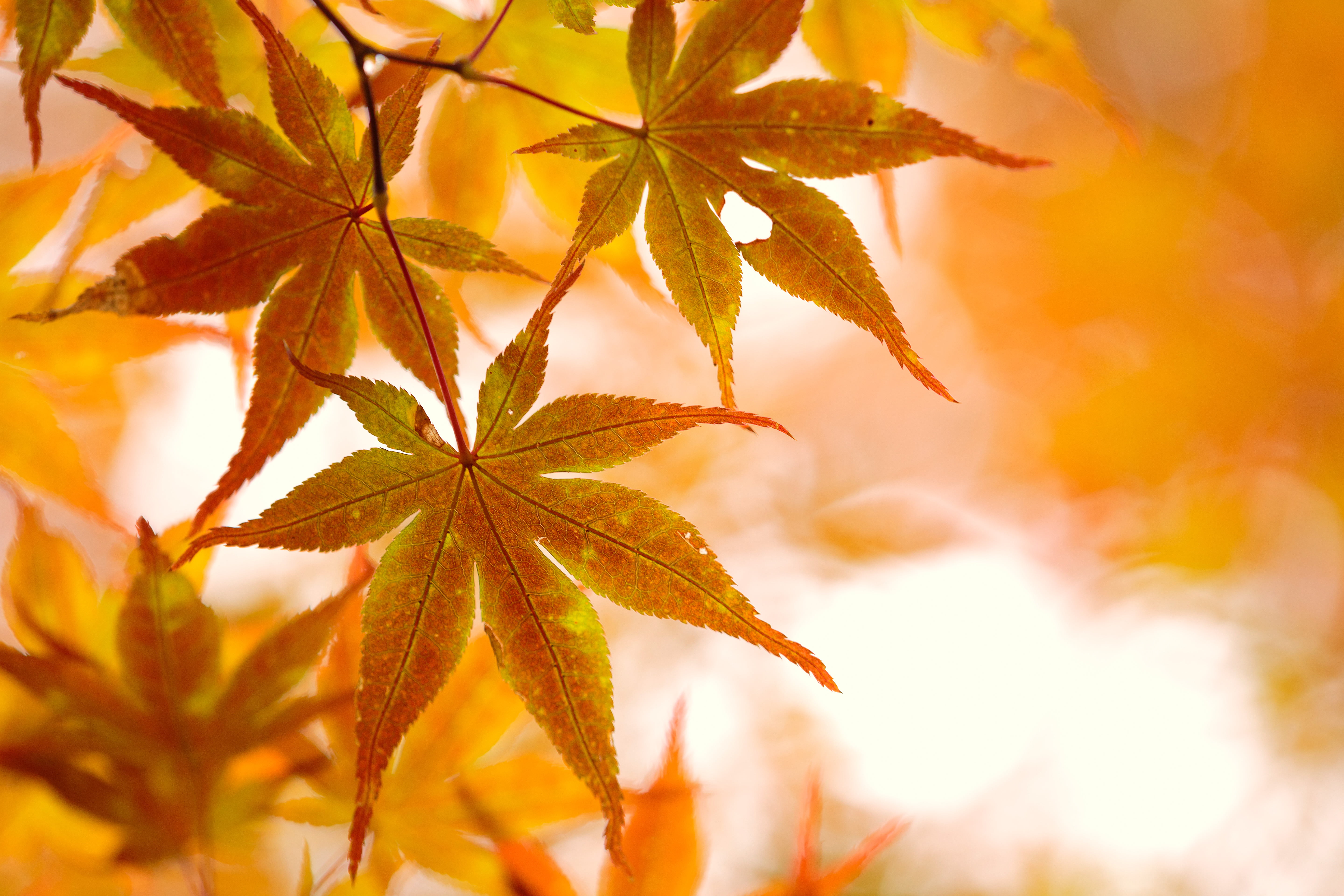 selective focus, leaf, Canon  EOS, orange, Ageo, yellow, Saitama  JAPAN, season, カエデ, 5K, plant, autumn  leaves, photography, shi, focus, Tints, orange Color, HD Wallpaper