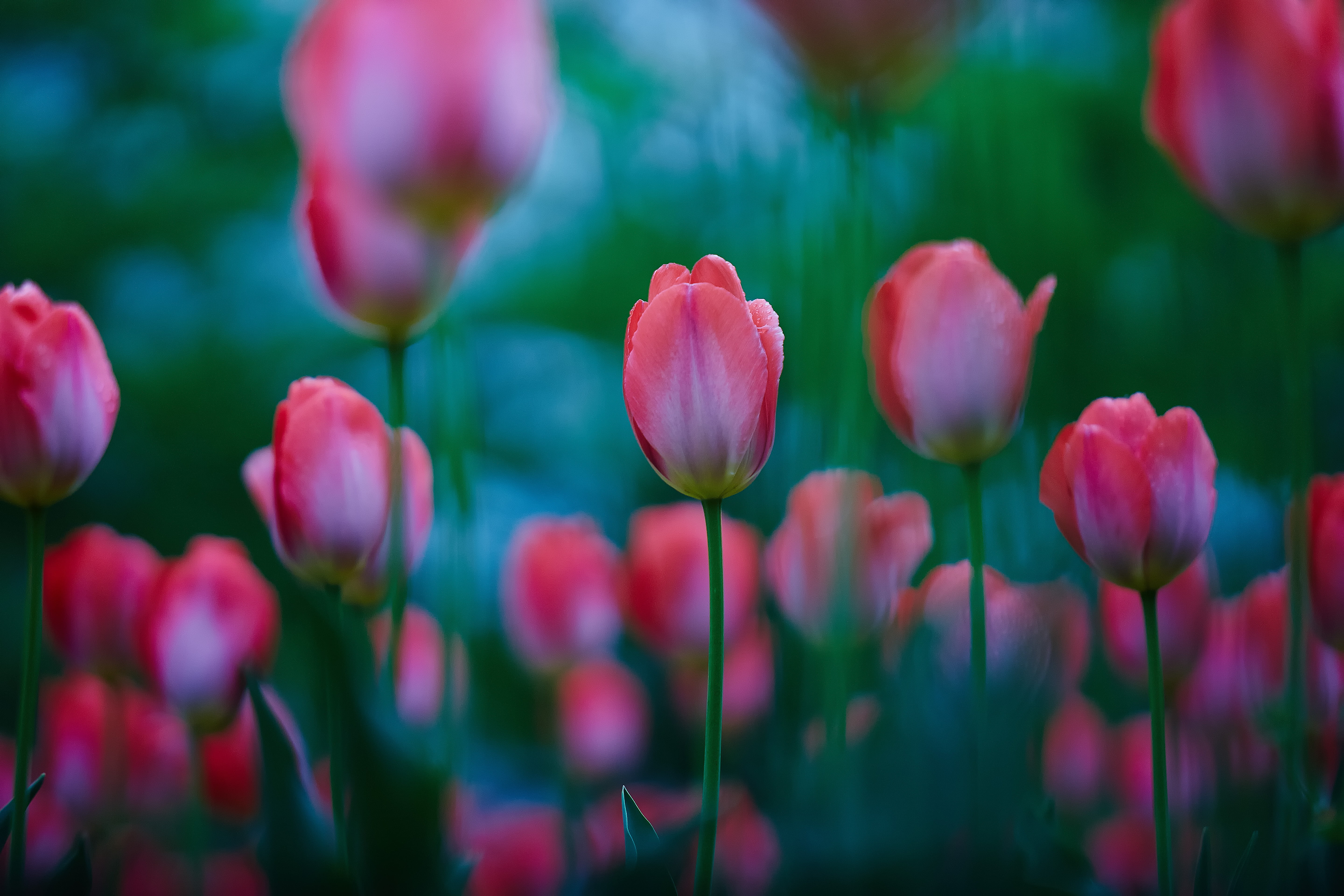 flower Head, photo, pink, 5K, nature, Springtime, Canon, summer, Saitama  JAPAN, 日本, focus, pink Color, flower, tulip, red, freshness, flowers, season, HD Wallpaper