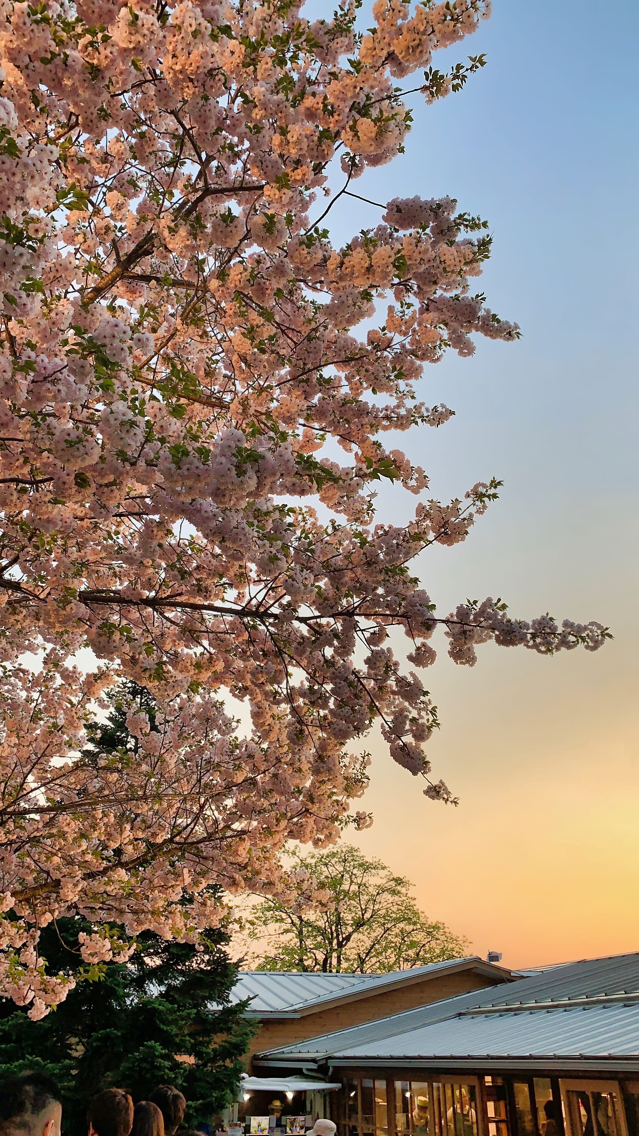 no people, ume, building exterior, sunset, mountain, ashikaga, flower, blossoms, beauty in nature, photography, house, scenics - nature, plant, japanese, Phone HD Wallpaper