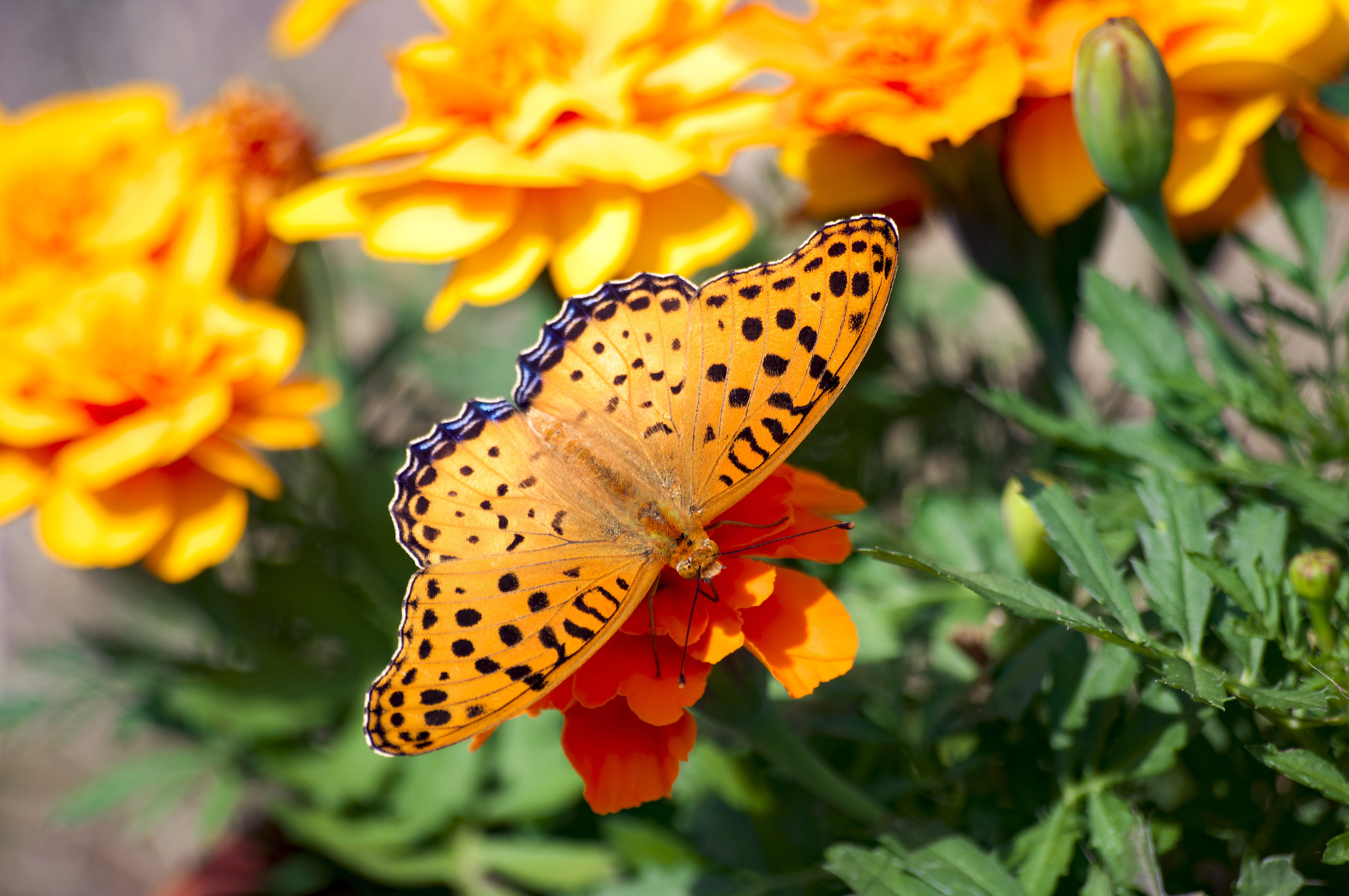 plant, pollination, orange color, 5K, japan, flower, insect, close-up, black, flower head, no people, animal themes, flowers and insects, pollen, beauty in nature, HD Wallpaper