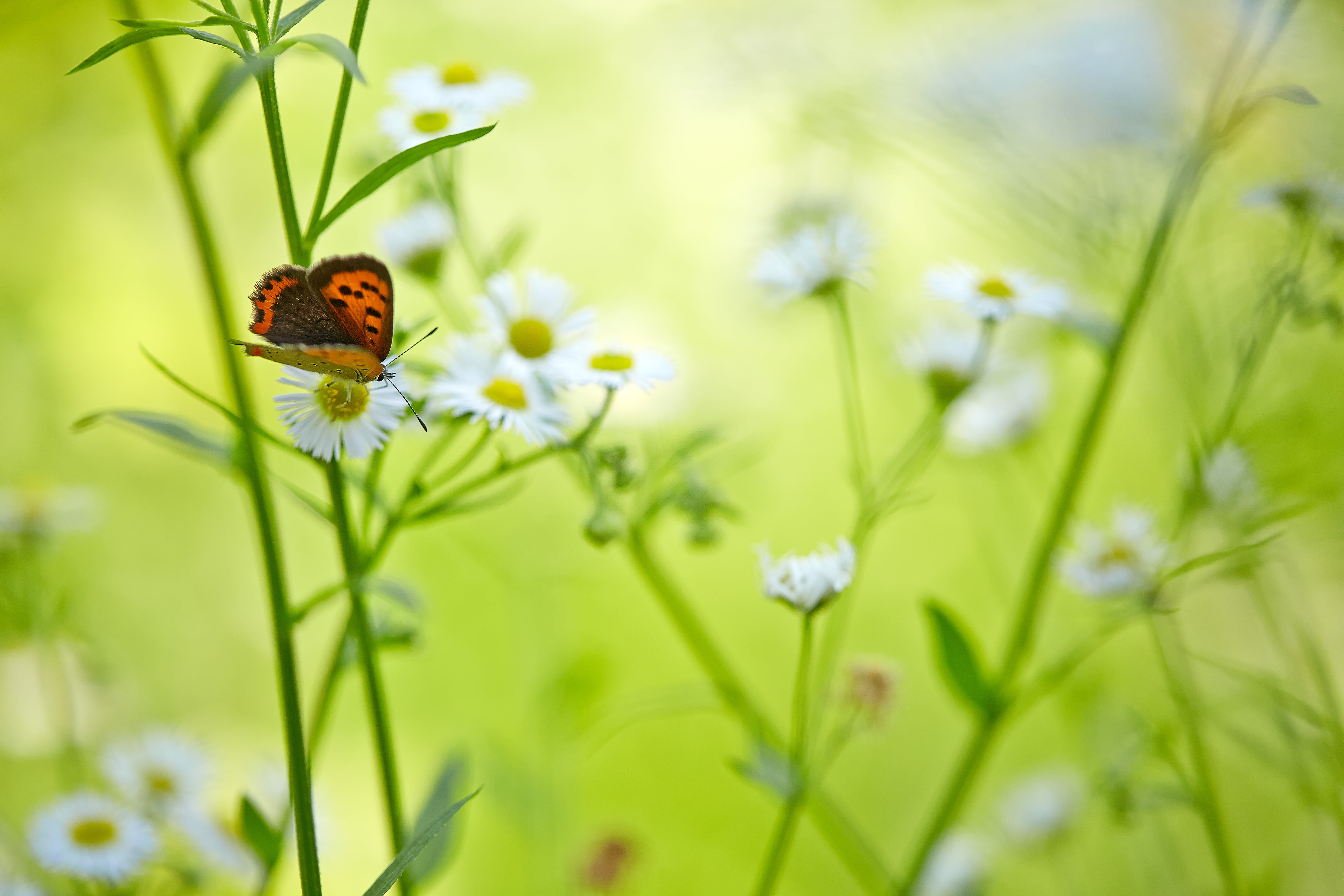 outdoors, summer, Colors, white, color, meadow, macro, black butterfly, brown, 日本, 5K, black, petaled, Saitama  JAPAN, insect, Early Summer, plant, grass, HD Wallpaper