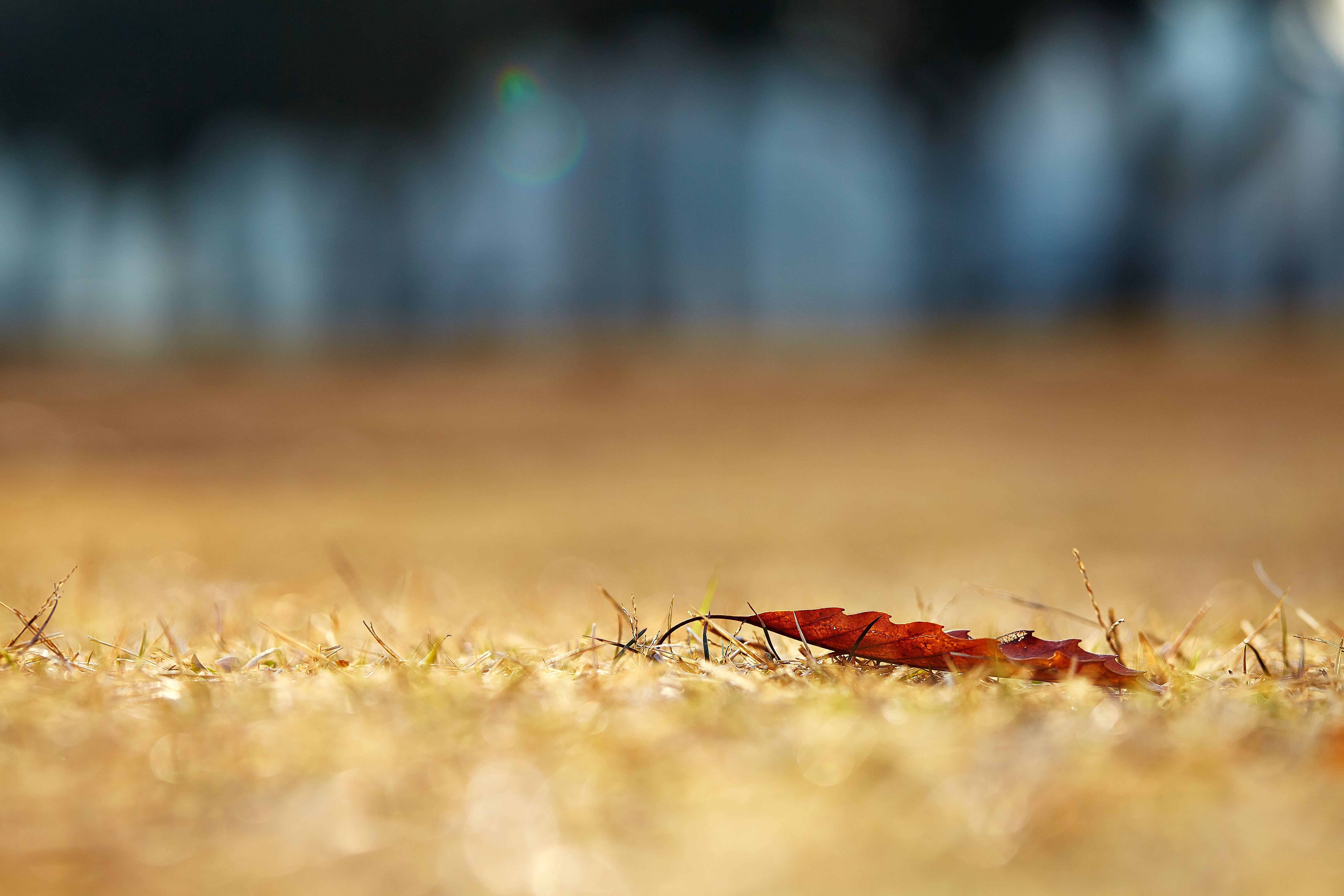 focus, selective, red, shi, 冬, Canon, nature, Ageo, backgrounds, 日本, red leaf, photography, autumn, bokeh, leaf, Colors, 5K, macro, defocused, selective-focus, HD Wallpaper
