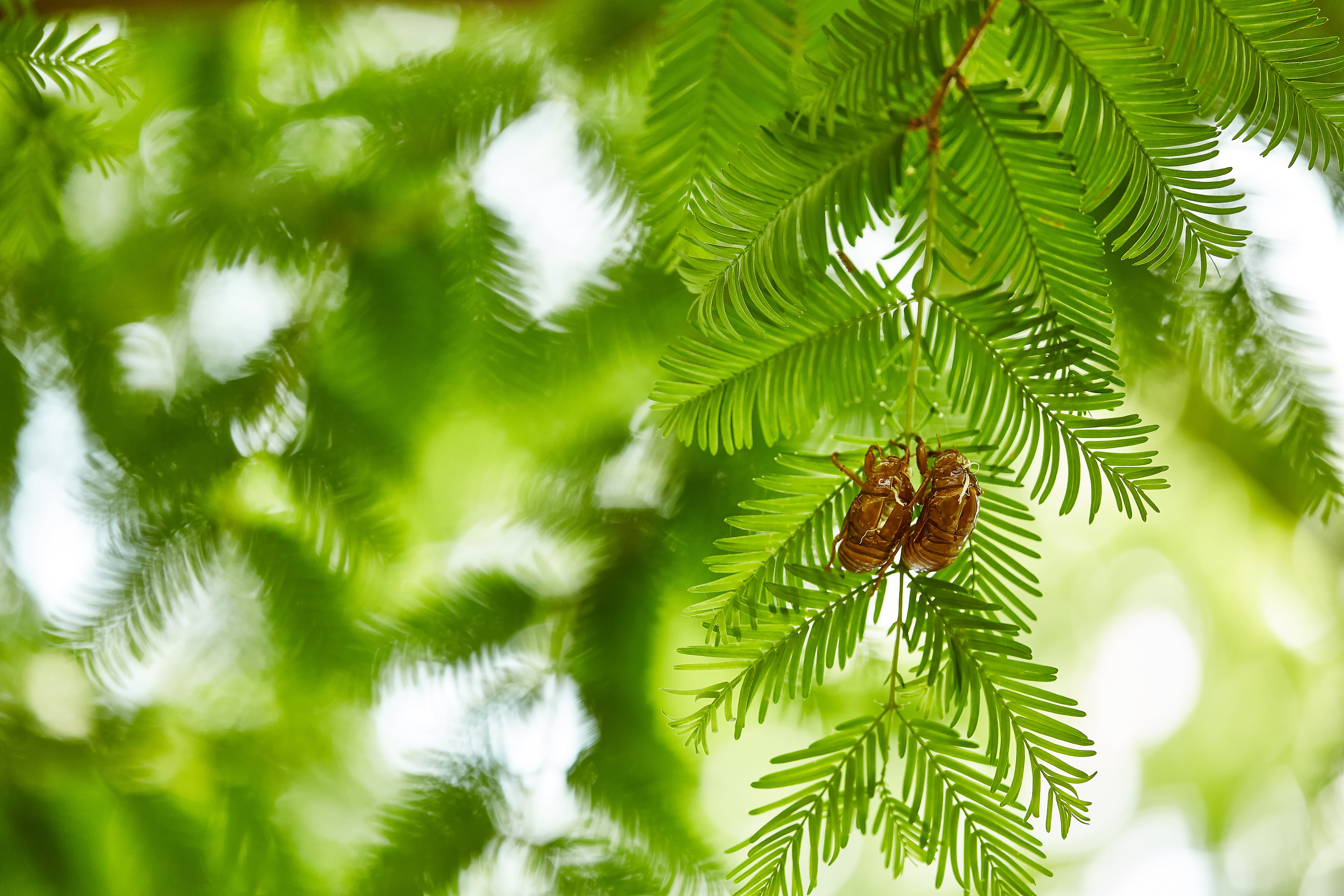 Together Forever, 5K, Forever  green, tree, 日本, green, plant, leaf, insect, close-up, green Color, green leaf, branch, cicada, forest, nature, shell, Saitama  JAPAN, HD Wallpaper