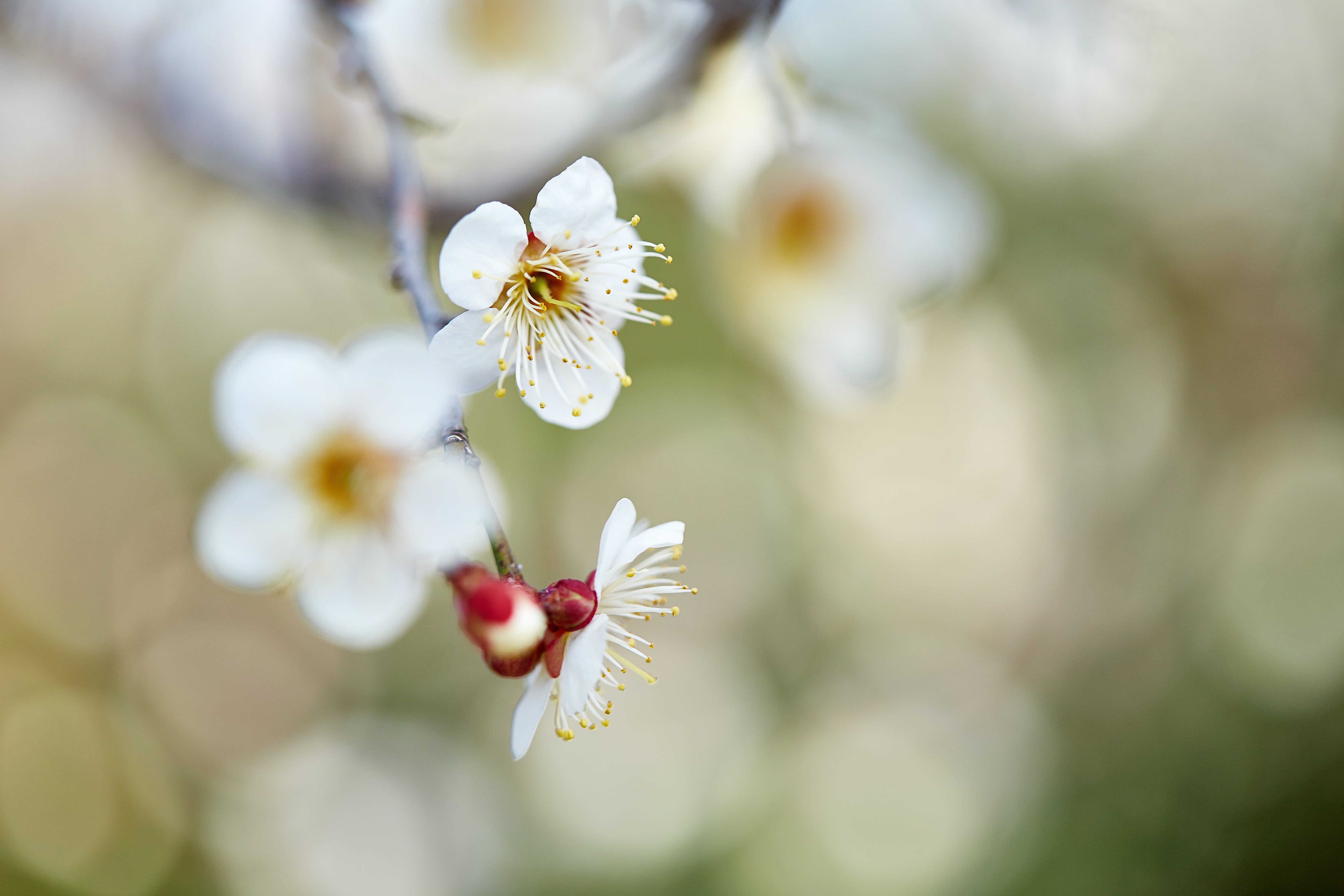 nature, macro, photography, Ume, Hana, Saitama  JAPAN, branch, blossoms, flower, Canon, shi, freshness, springtime, close-up, outdoors, white tree, white, HD Wallpaper