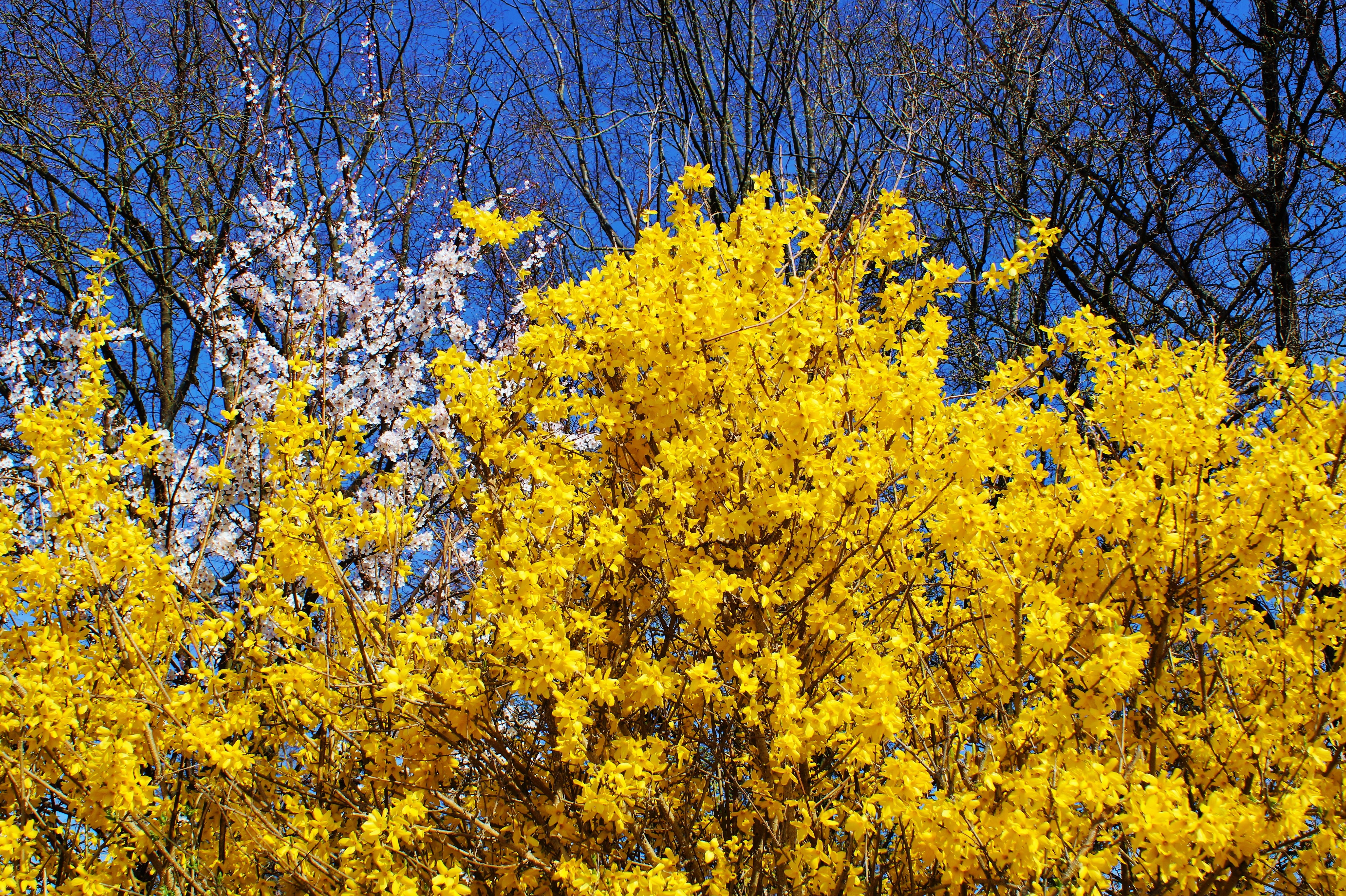branch, land, forest, bright, low angle view, outdoors, 5K, leuchtendgelb, forsythia, change, forsythienstrauch, sky, plant, autumn, no people, growth, HD Wallpaper
