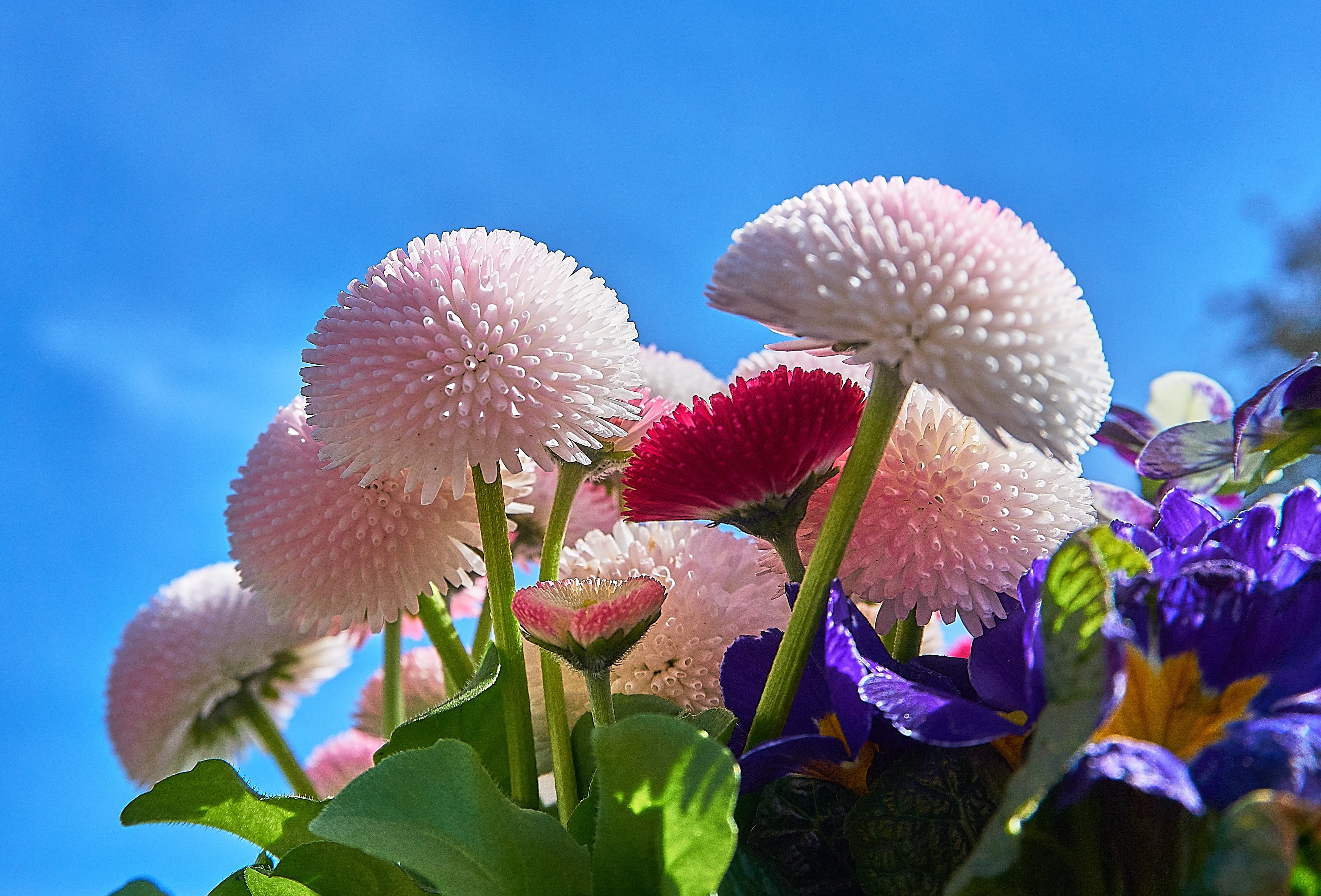 garden, plant, pink flower, 5K, frühlingsanfang, sweet, bloom, vulnerability, petal, bright, bellis philosophy, outdoors, harbinger of spring, early bloomer, HD Wallpaper