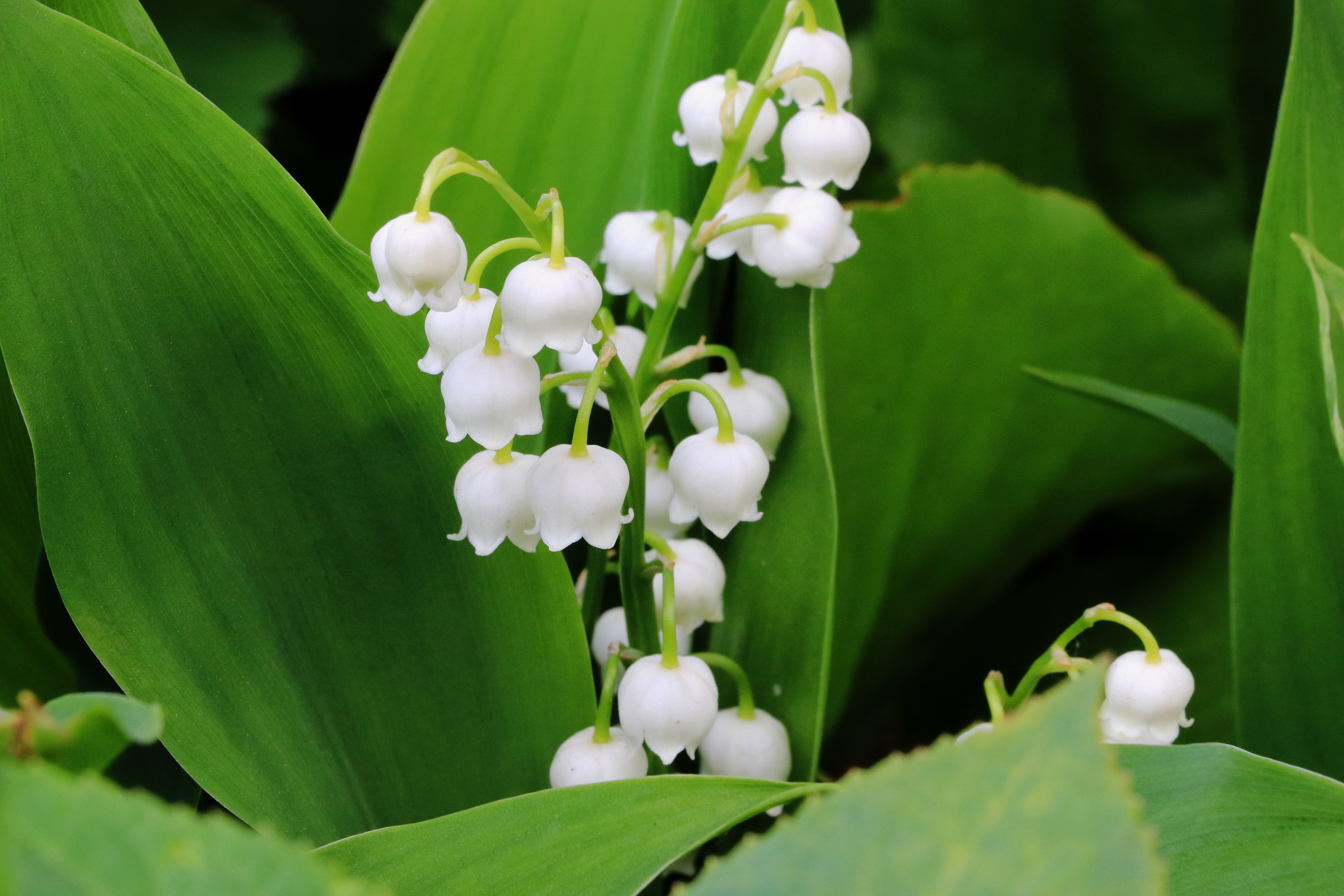 leaf, early bloomer, day, vulnerability, fragility, flower Head, flowers, flowering, fragrance, convallaria majalis, springtime, beauty in nature, white, HD Wallpaper