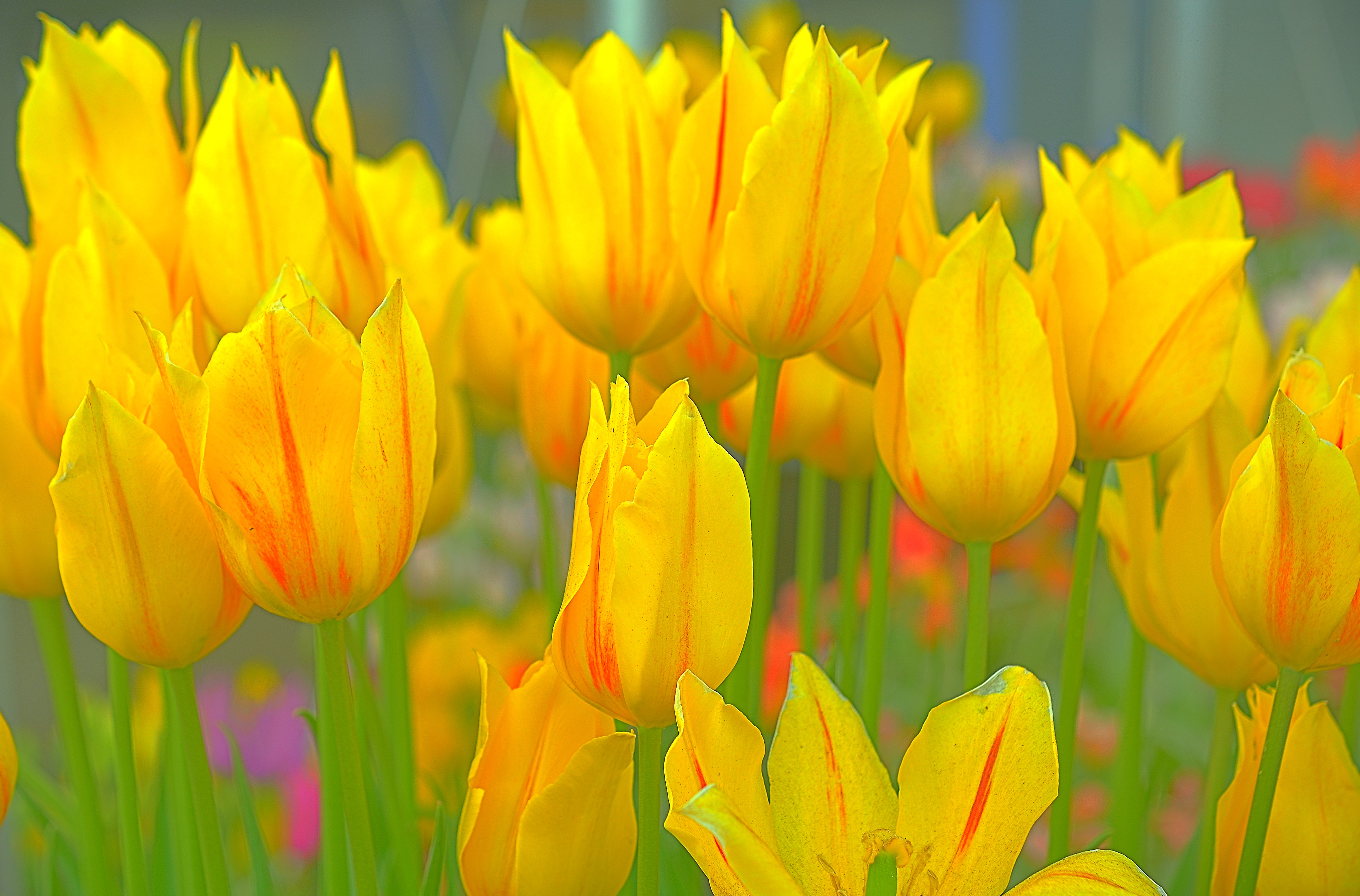 Micro, Scenic, Green  Stripe, milf, 5K, Oregon, Nikon D7100, HDR, springtime, Tulip Festival, Macro, Flower, nature, season, Bokeh, Plant, summer, Closeup, HD Wallpaper