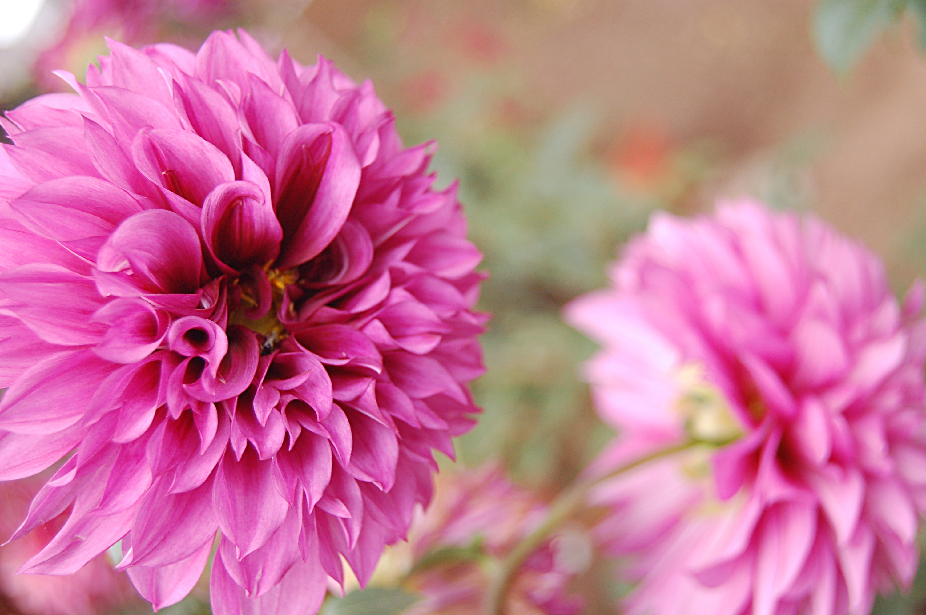 pink, sharp, photo, nikon  dslr, focus, petal, d50, purple, 2K, 花, macro, colors, plant, selective focus, botany, インド, flower, close-up, selective, flower Head, HD Wallpaper