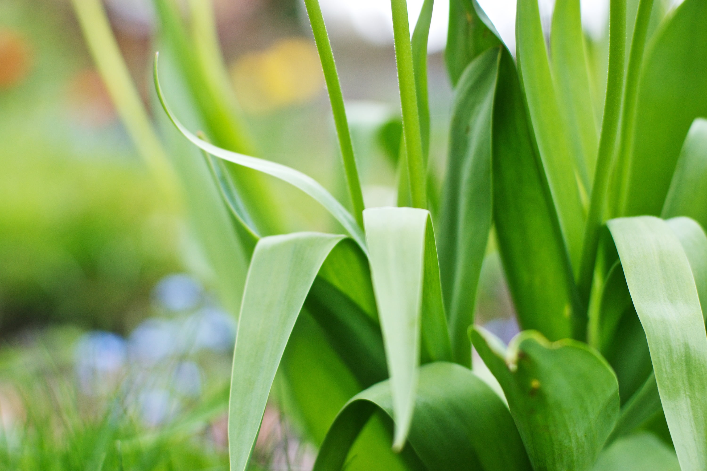 Sony, freshness, leaf, close-up, close, green leaf, A77, DoF, grass, growth, photo, Tulip, green Color, Tulips, 2K, springtime, daytime, green, plant, HD Wallpaper
