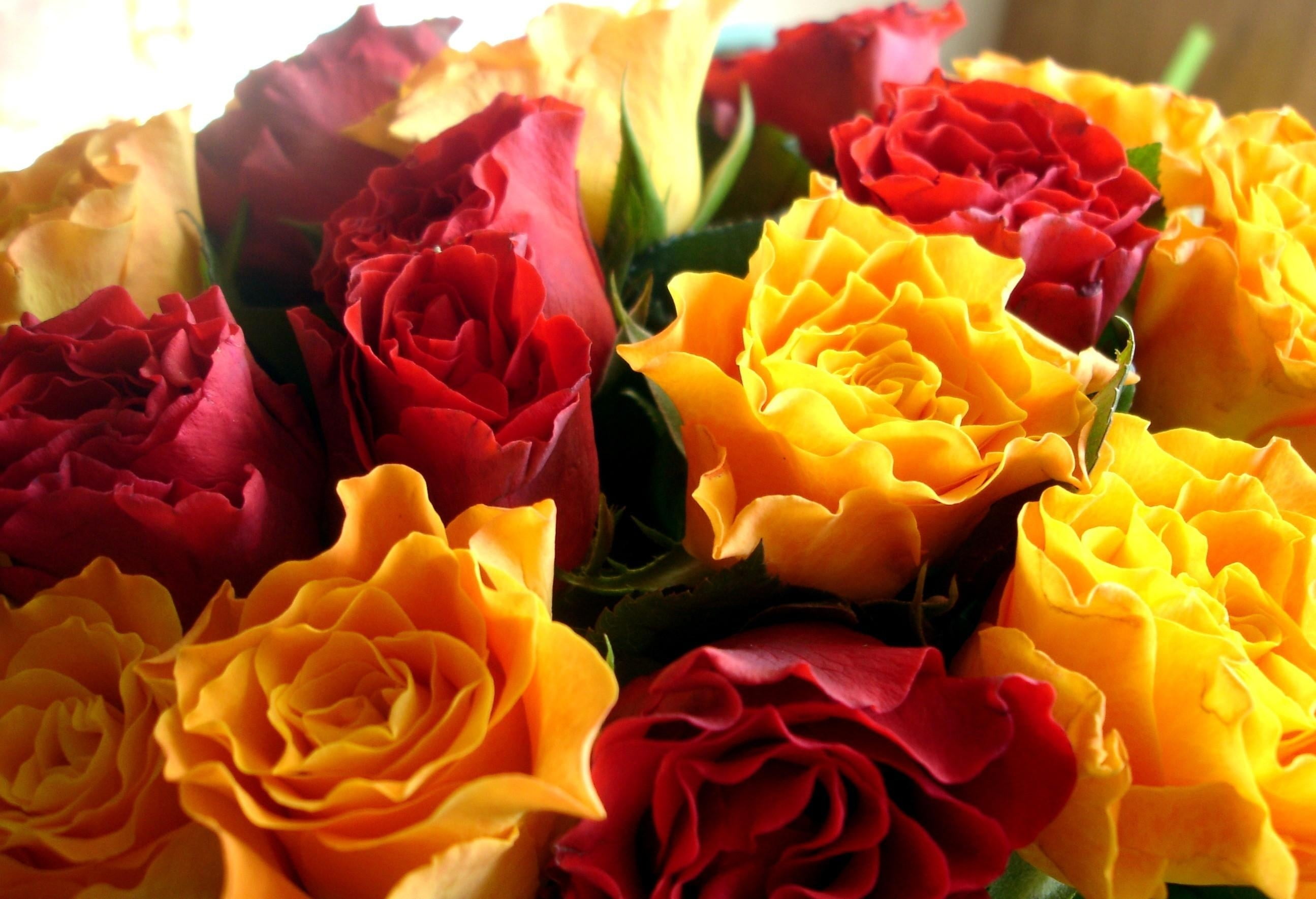 softness, blossom, flowers, rose - Flower, decoration, nature, choice, multi Colored, white, backgrounds, rose, summer, colors, tulip, bouquet, springtime, HD Wallpaper