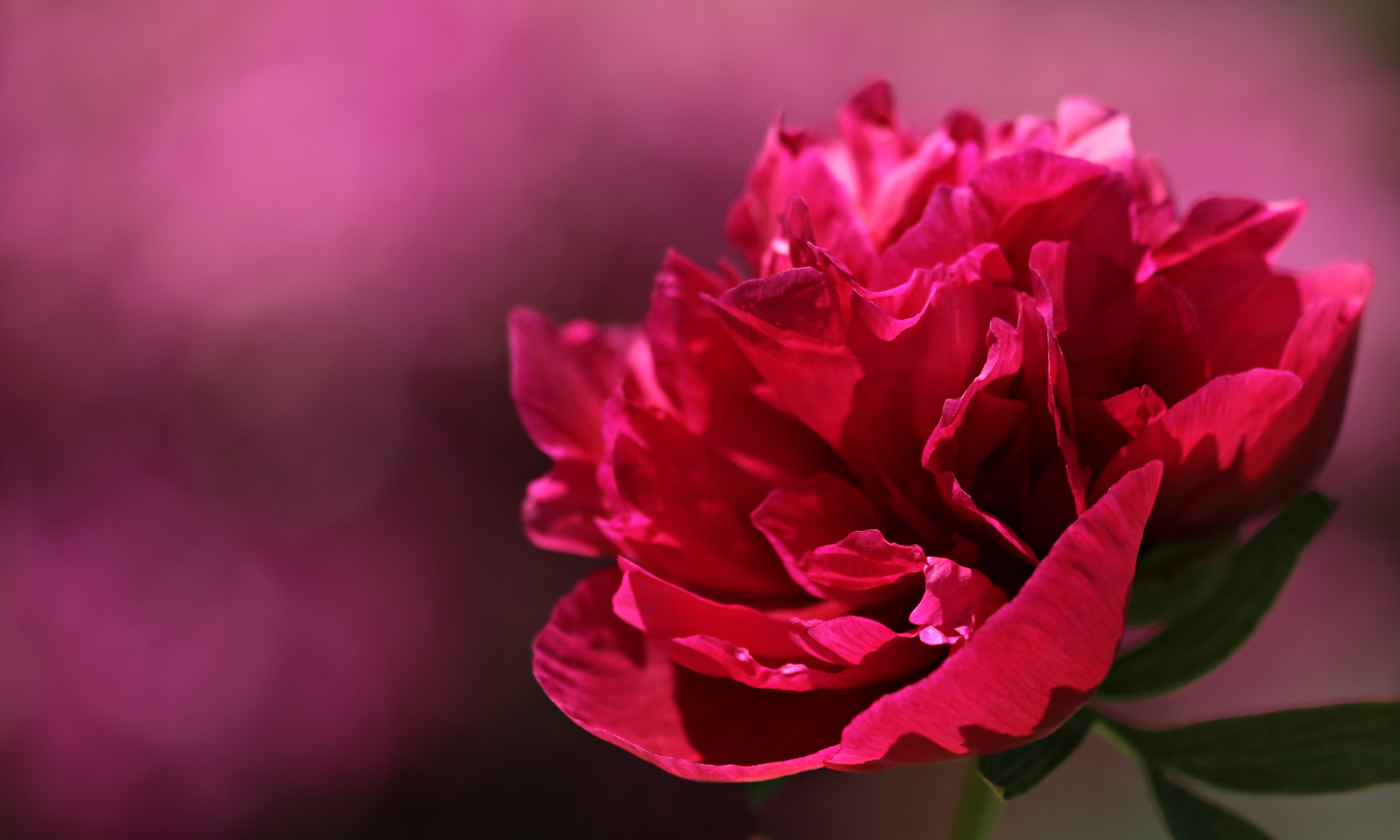 fragility, pink peony, ornamental plant, 5K, focus on foreground, red rose, postcard, plant, freshness, spring, nature, paeoniaceae, invitation card, outdoors, HD Wallpaper