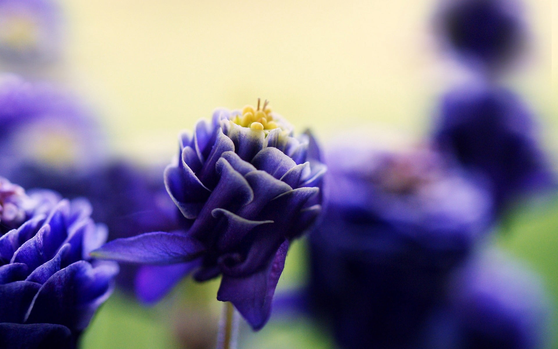 fragility, purple, nature, leaf, hyacinth, double, 1080P, springtime, beauty In Nature, formal Garden, outdoors, multi Colored, blue, flower, single Flower, HD Wallpaper