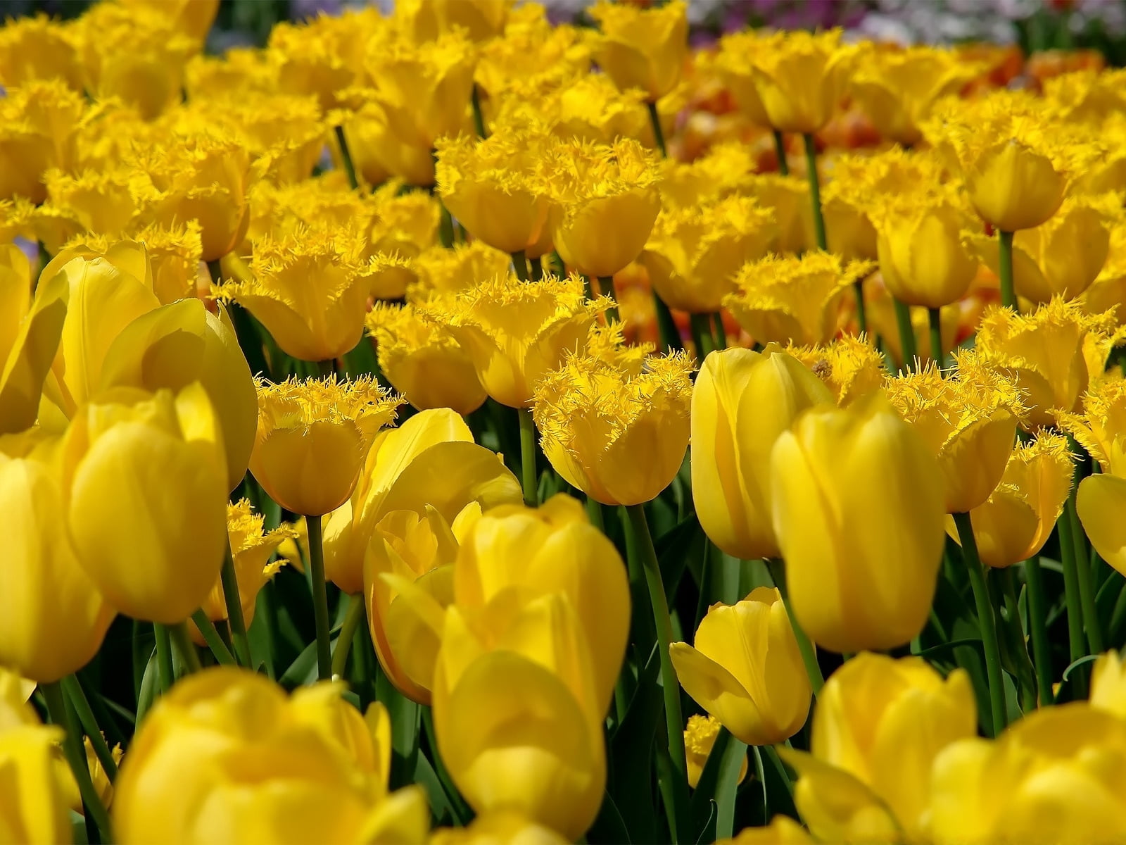 flowerbed, flower Head, double, plant, colors, abundance, freshness, fragility, flowering plant, bouquet, petal, day, season, botany, multi Colored, vulnerability, HD Wallpaper