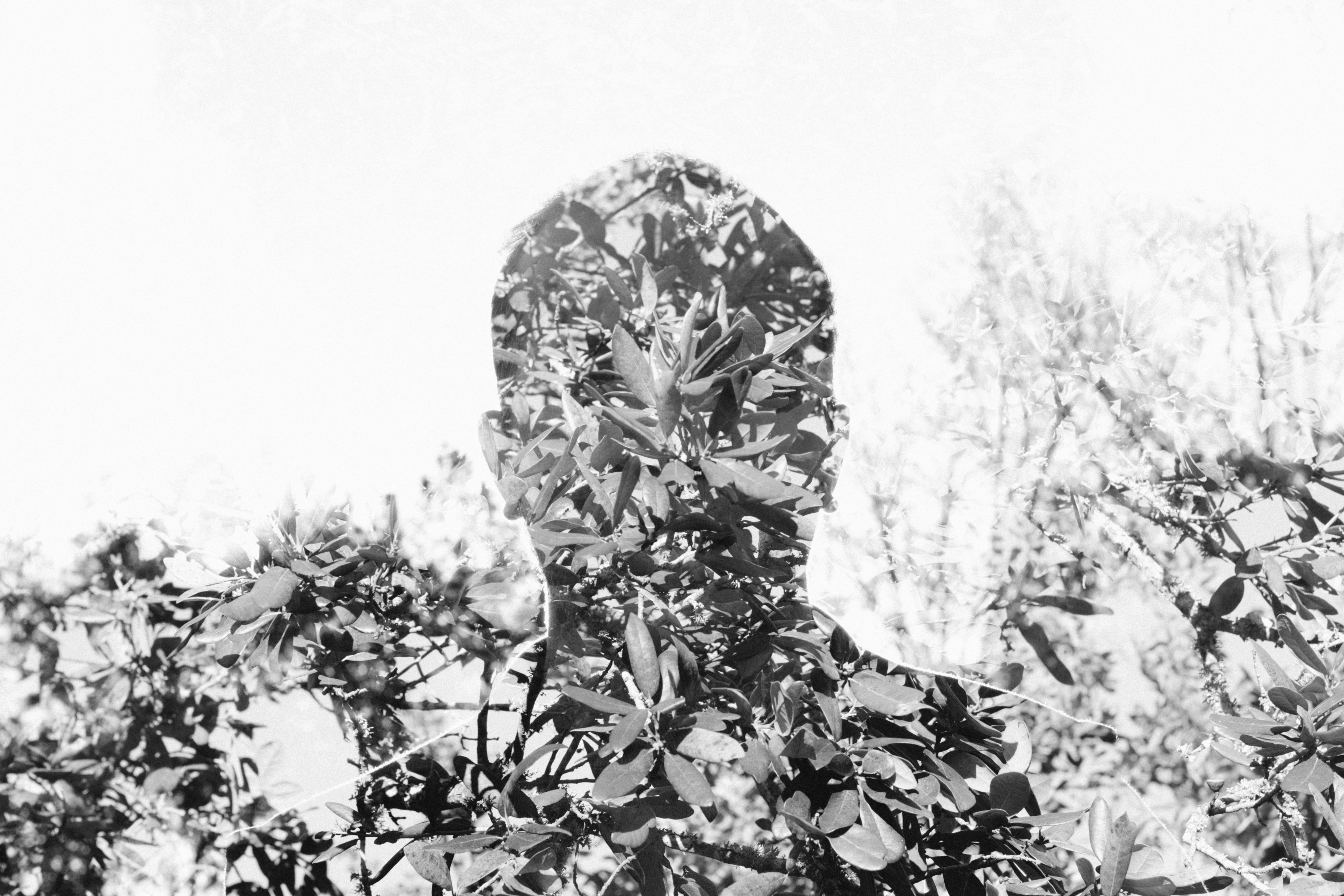 day, no people, effect, beauty, close-up, vulnerability, leaves, freshness, grayscale, photo, trees, fragility, 5K, portrait, double exposure, black And White, HD Wallpaper
