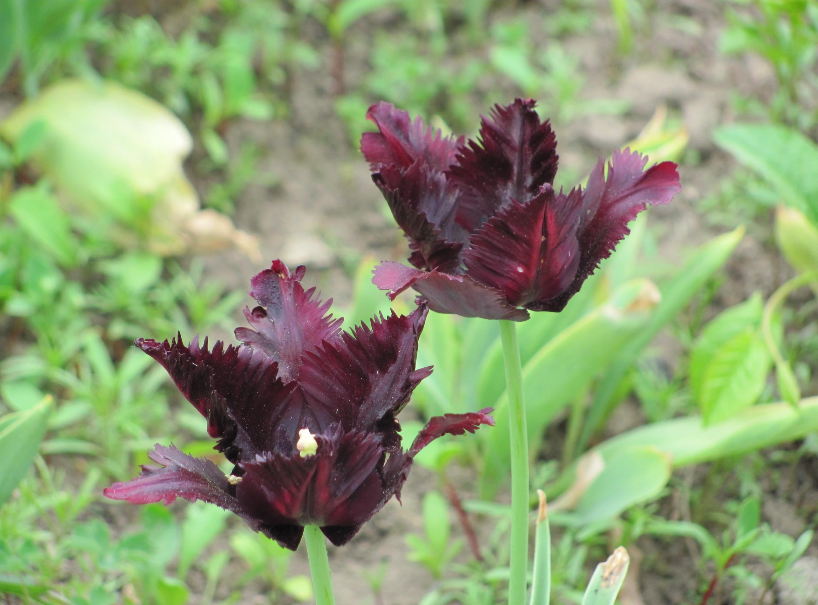 tulips, inflorescence, nature, double, flower, dark, flowering plant, freshness, plant, no people, beauty in nature, vulnerability, purple, loose, petal, HD Wallpaper