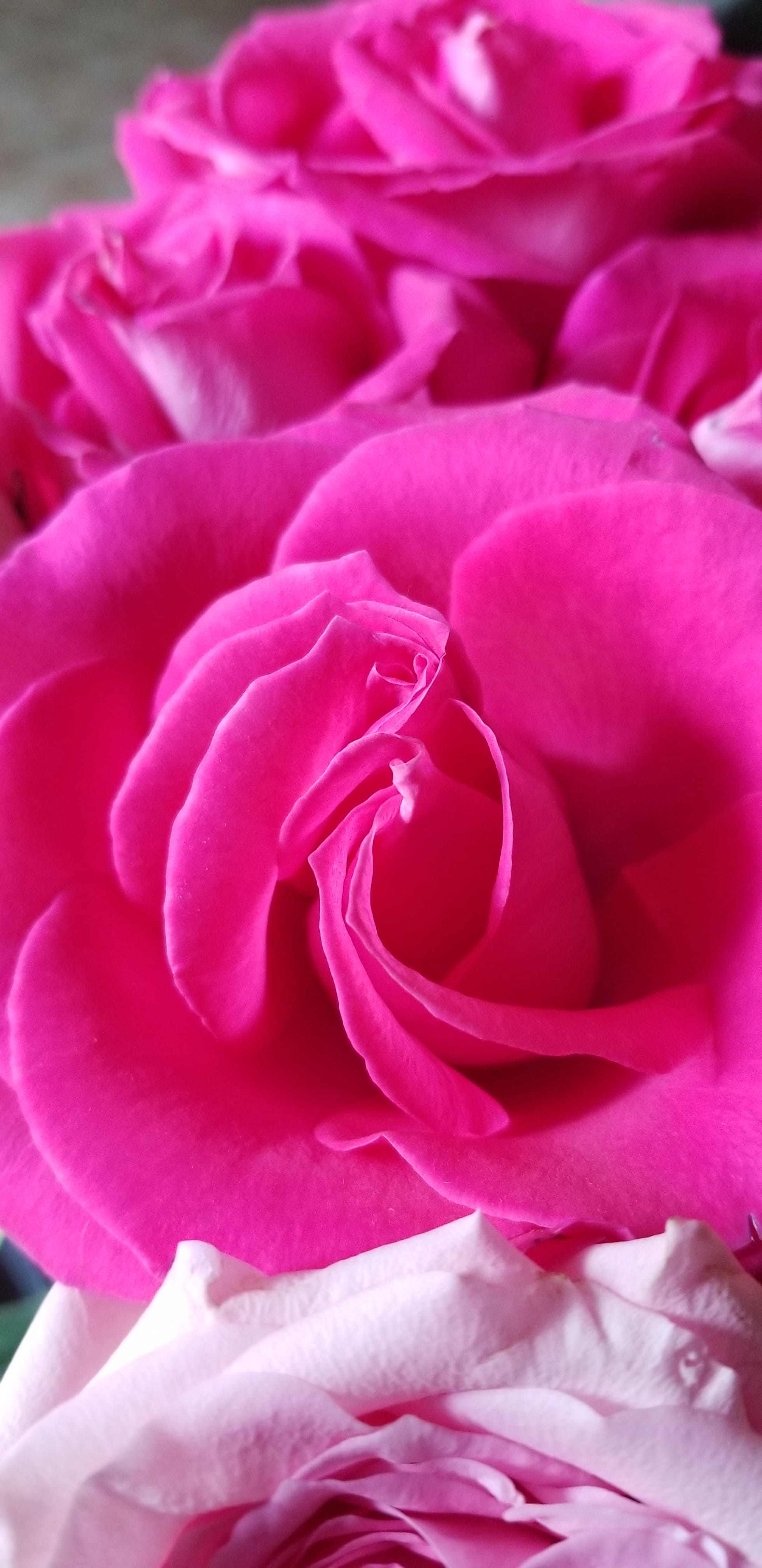no people, bloom, double rose, close-up, flower head, high angle view, 4K, flowering plant, beauty in nature, softness, summer, growth, flower, flower arrangement, Phone HD Wallpaper