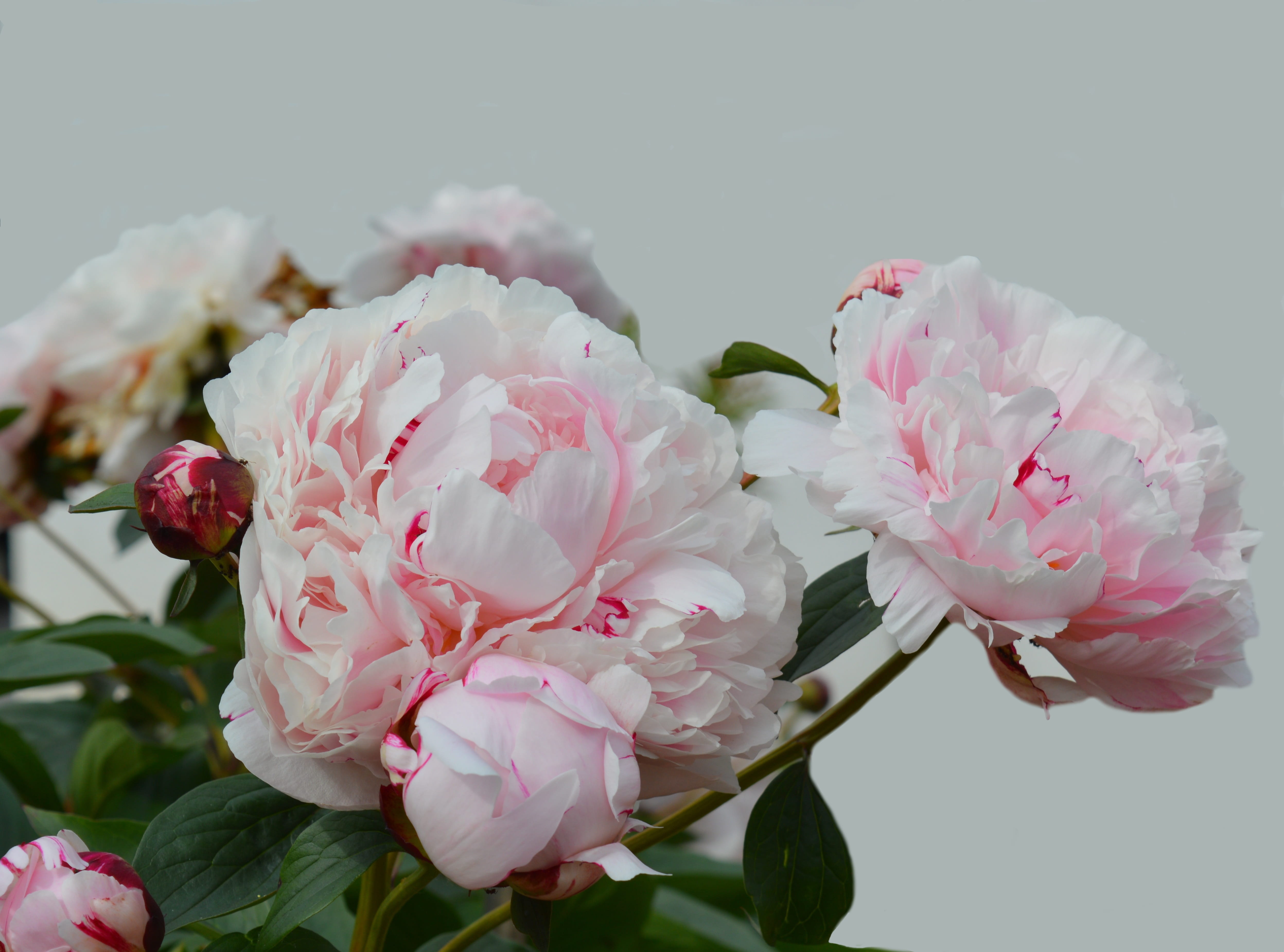 outdoors, petal, white, pink, pink color, flowers, flower, focus on foreground, growth, freshness, flower arrangement, no people, day, inflorescence, fragility, HD Wallpaper