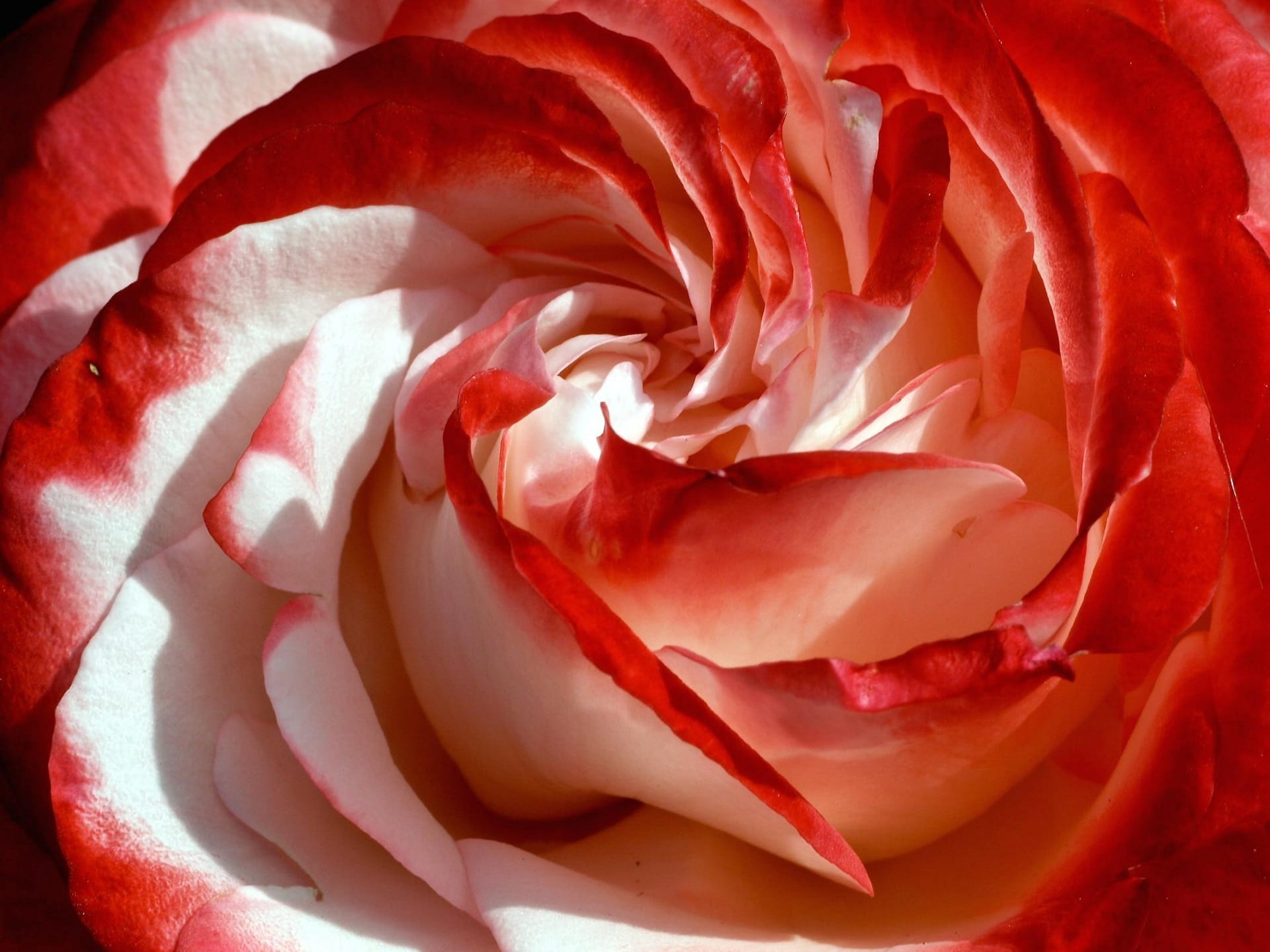 no people, valentines day - holiday, bud, flower, rose - flower, petals, freshness, vulnerability, blossom, beauty in nature, full frame, nature, petal, HD Wallpaper