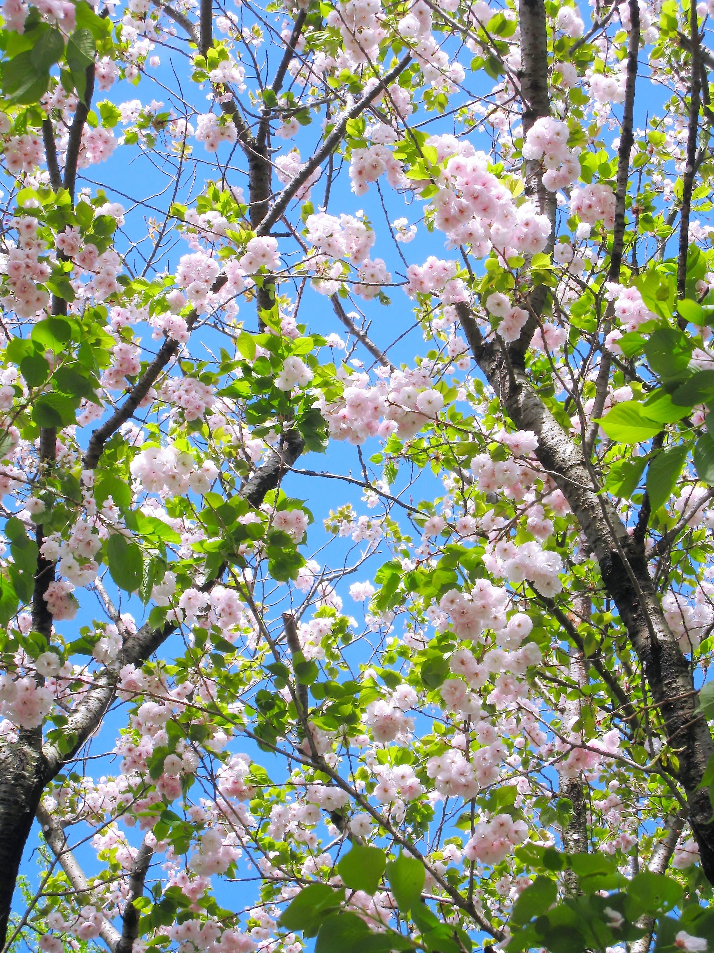 pink Color, april, fragility, springtime, otsu park, sky, fresh green, vulnerability, young leaves, yokosuka, blue sky, petal, tree, branch, plant, flower Head, Phone HD Wallpaper