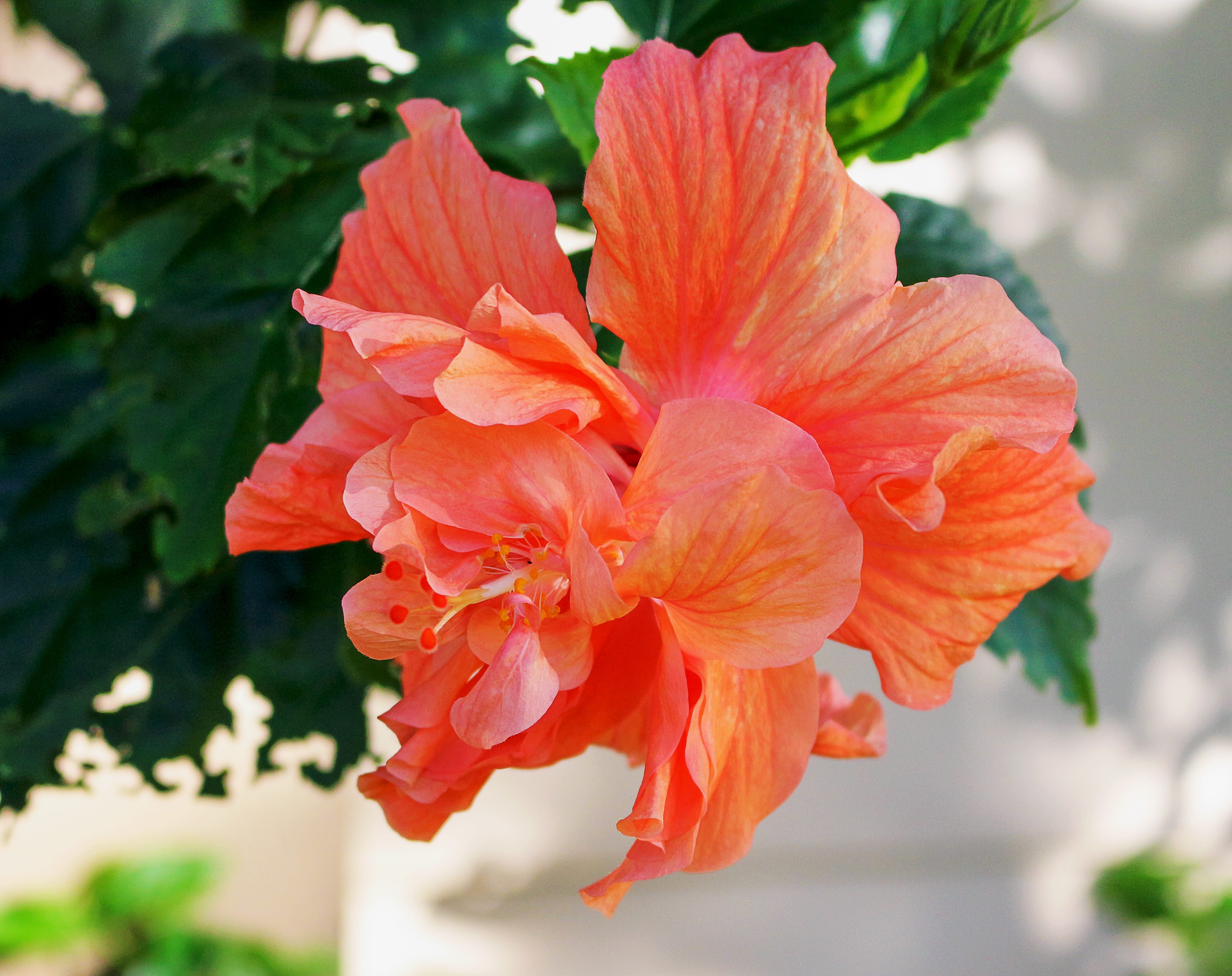 focus on foreground, no people, double hibiscus, plants, inflorescence, pollen, springtime, flower head, botany, blossom, vulnerability, nature, petal, HD Wallpaper
