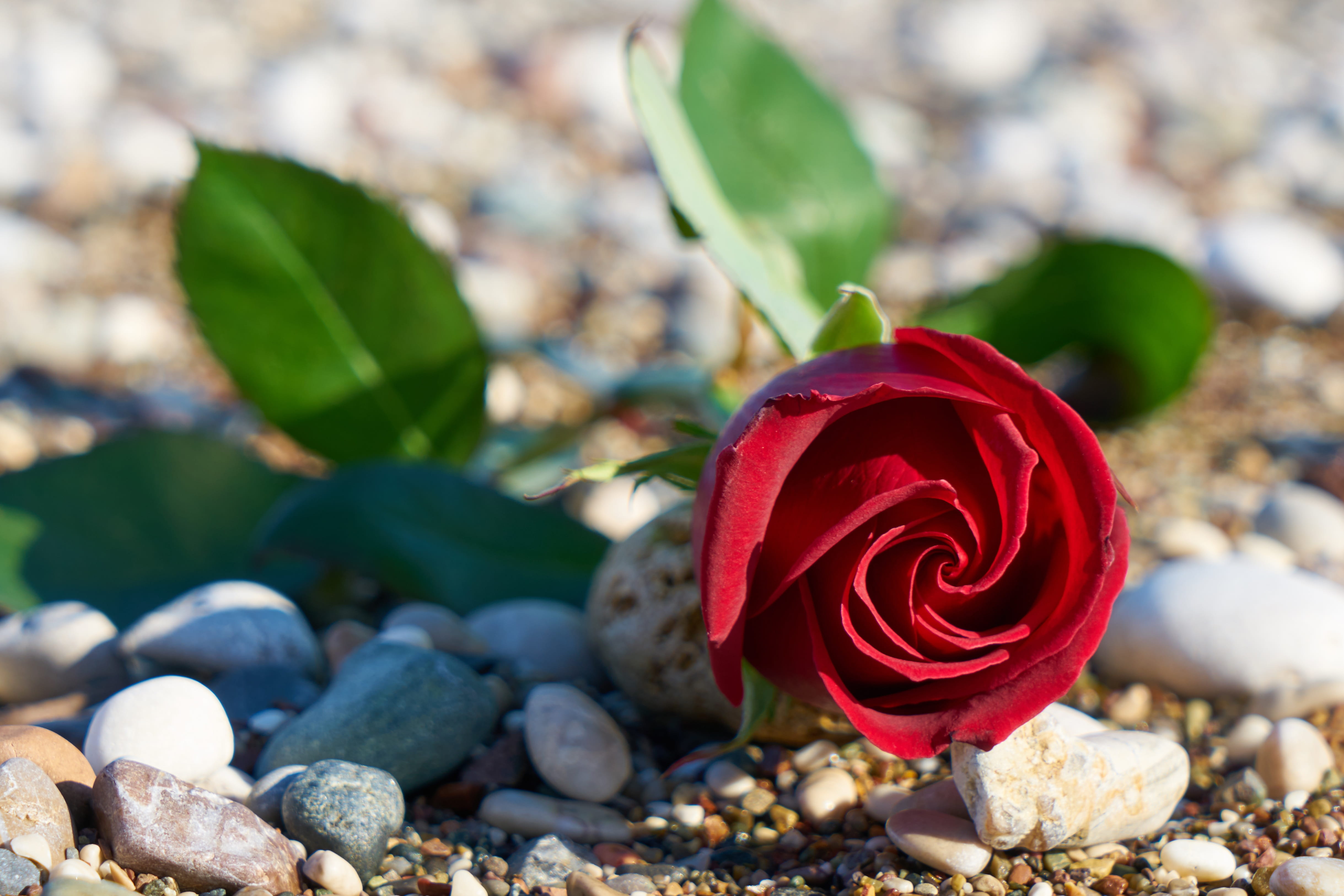 romantic, celebrate, anniversary, outdoors, petal, wedding, emotion, romance, rock - object, freshness, close-up, beauty in nature, rose, holiday, leaf, HD Wallpaper