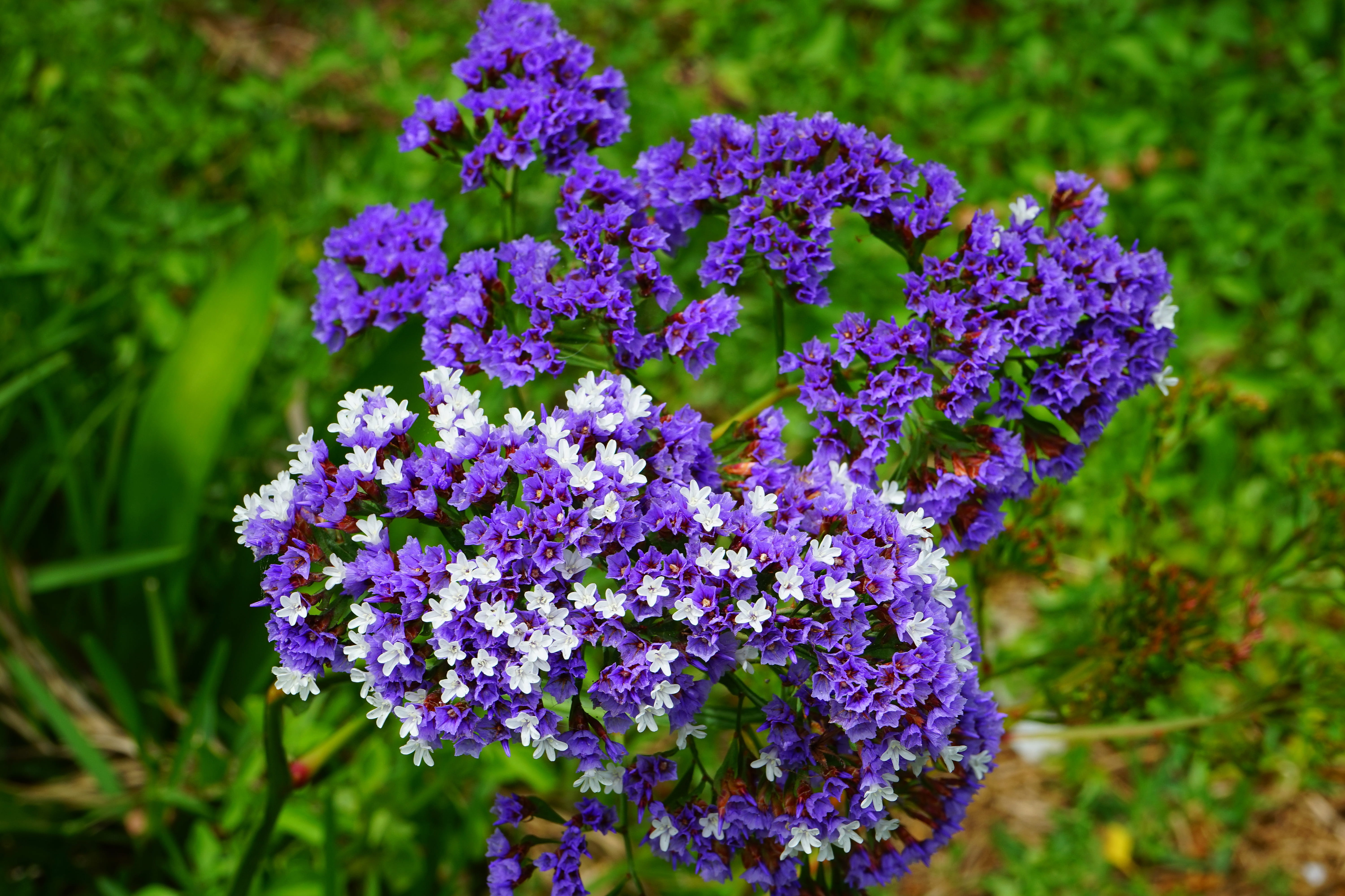 outdoors, violet, vulnerability, beach lilac, lilac, day, focus on foreground, plumbaginaceae, growth, ornamental plant, petal, limonium, 5K, close-up, HD Wallpaper