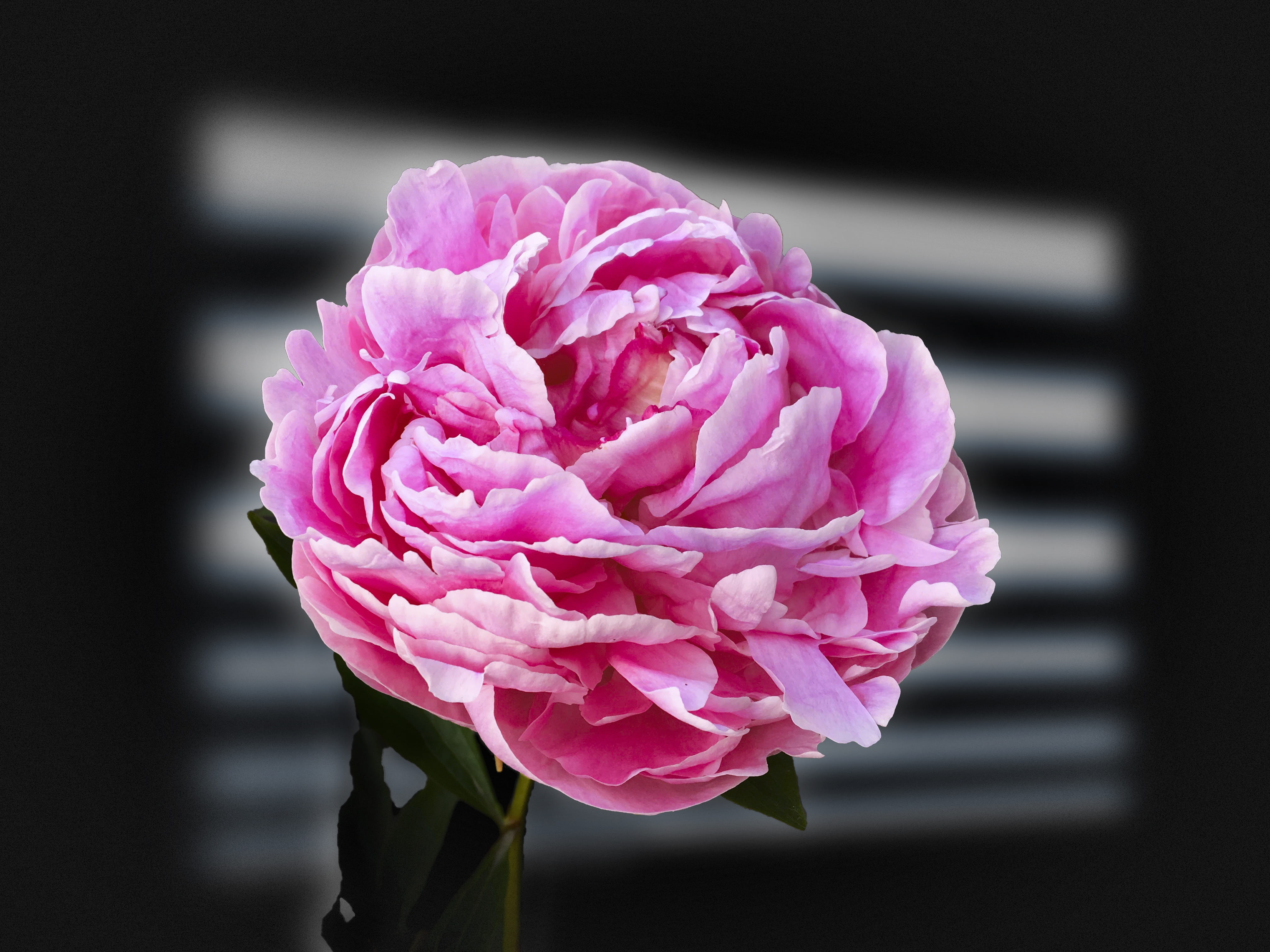 flower head, nature, flower, still life flowers, Double Rose, close-up, focus on foreground, flowering plant, peony, plant, inflorescence, Exposure, day, HD Wallpaper