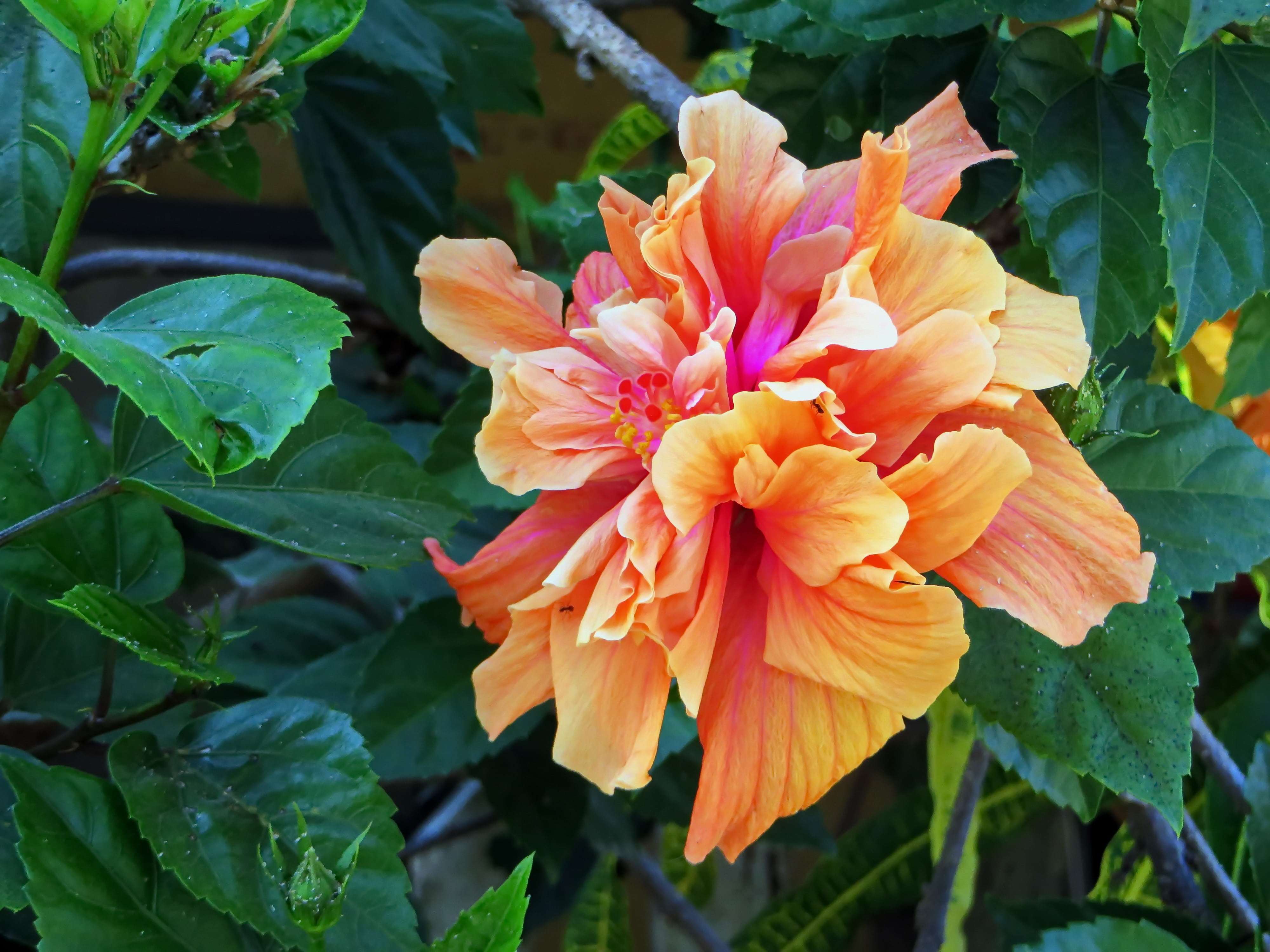 beauty in nature, orange color, pistil, mallow, 4K, flowering plant, nature, red, plant part, fragility, flower, pollen, orange blossom, plant, growth, HD Wallpaper