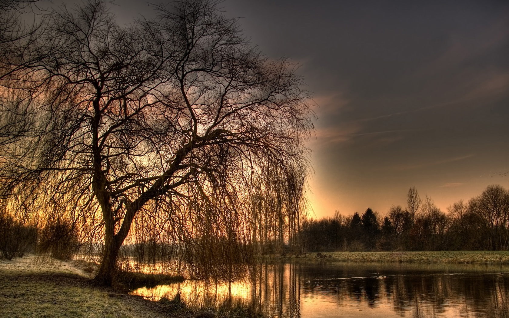 nature, weeping willow, landscape, 720P, HD Wallpaper