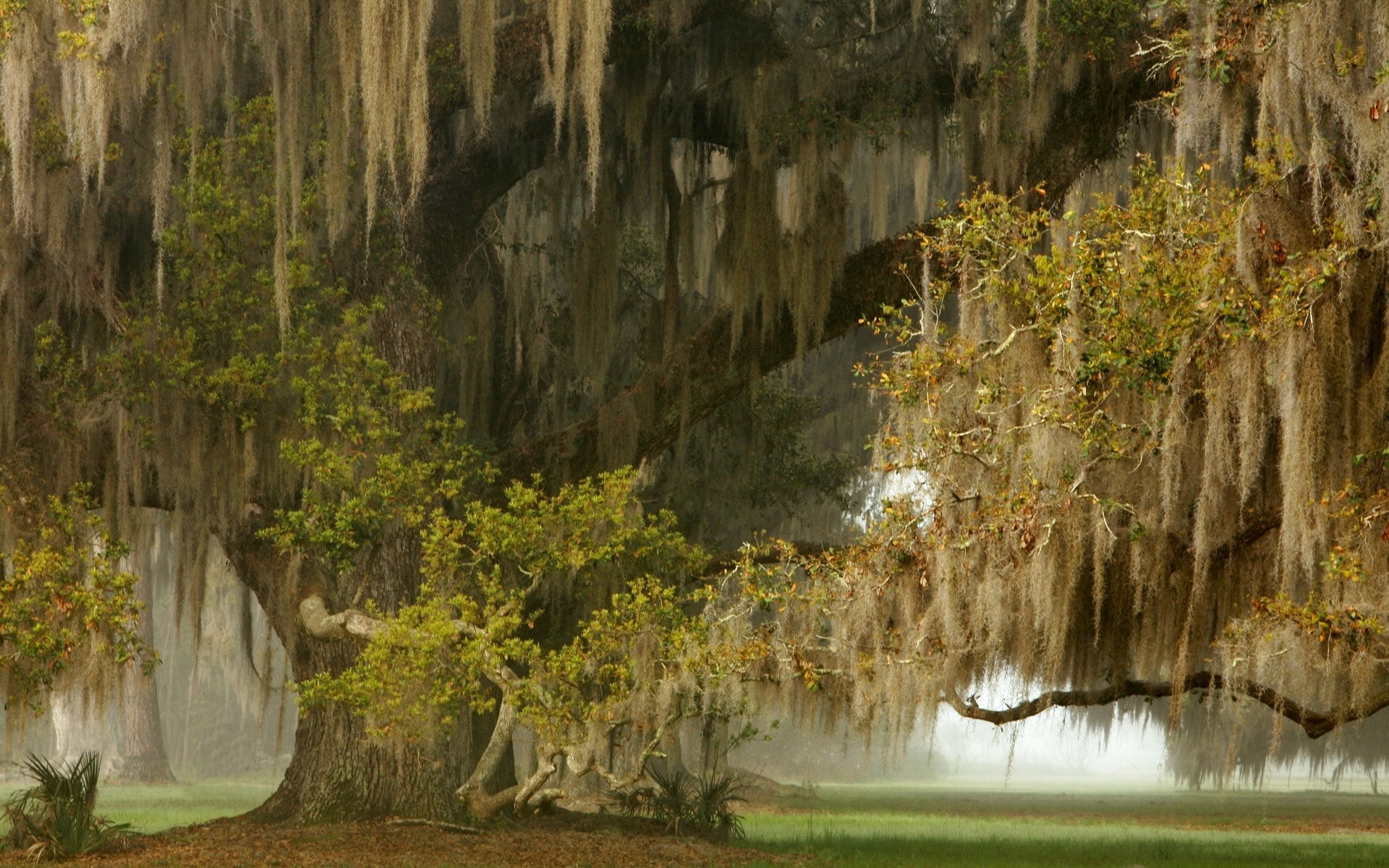 weeping willow, grass, nature, 1080P, landscape, mist, ancient, HD Wallpaper