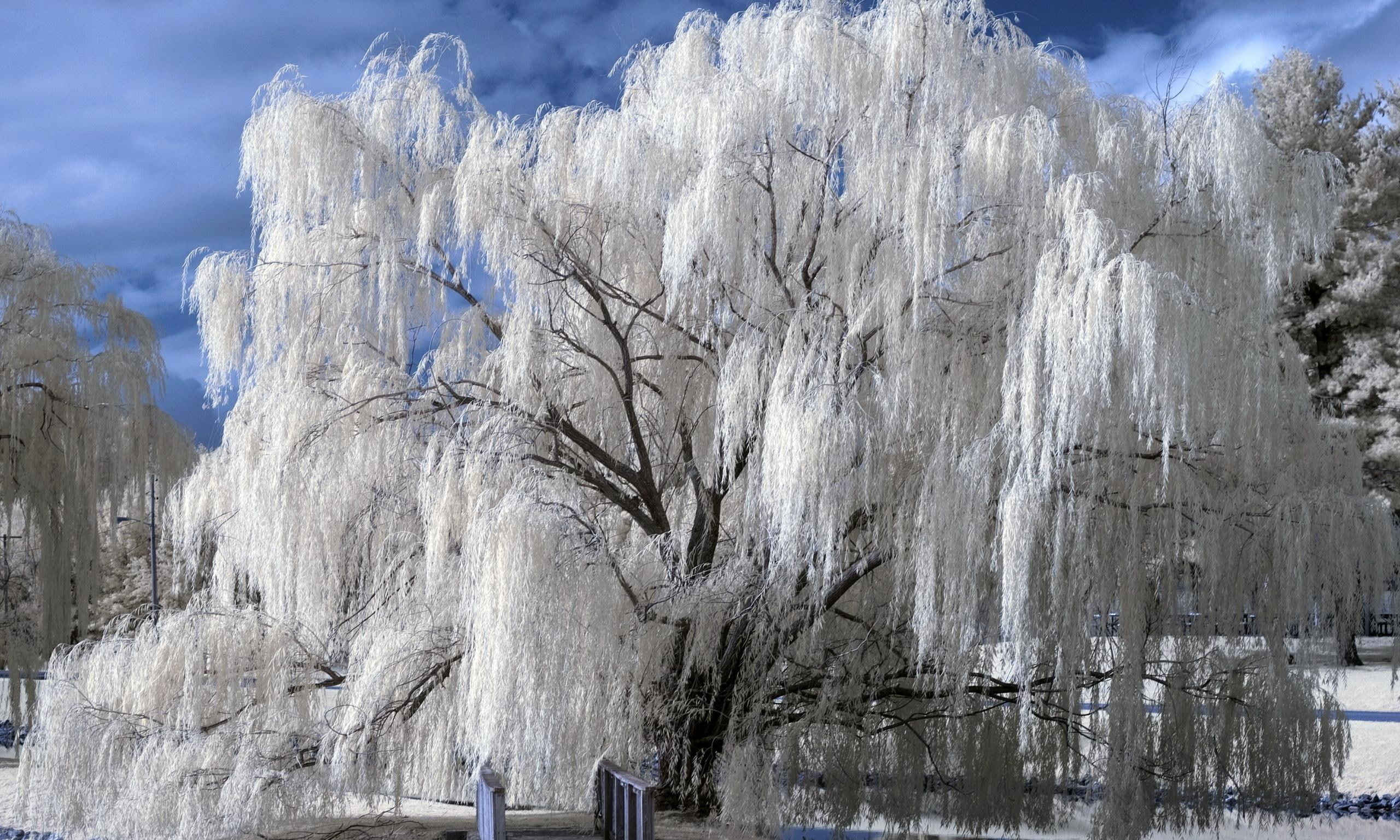 white, winter, beauty, nature, 2K, weeping, tree, photography, snow, 3d and abstract, HD Wallpaper