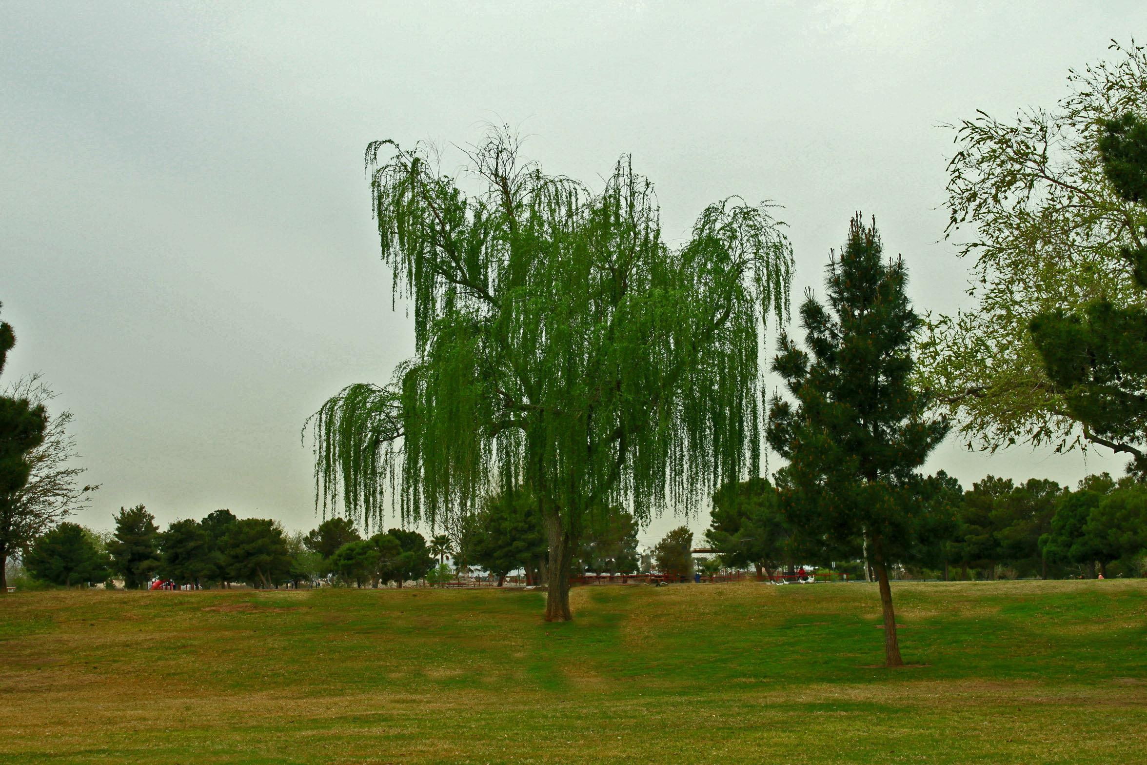 grass, weeping, 3d and abstract, trees, willow, weeping willow, cloudy, tree, 1080P, HD Wallpaper