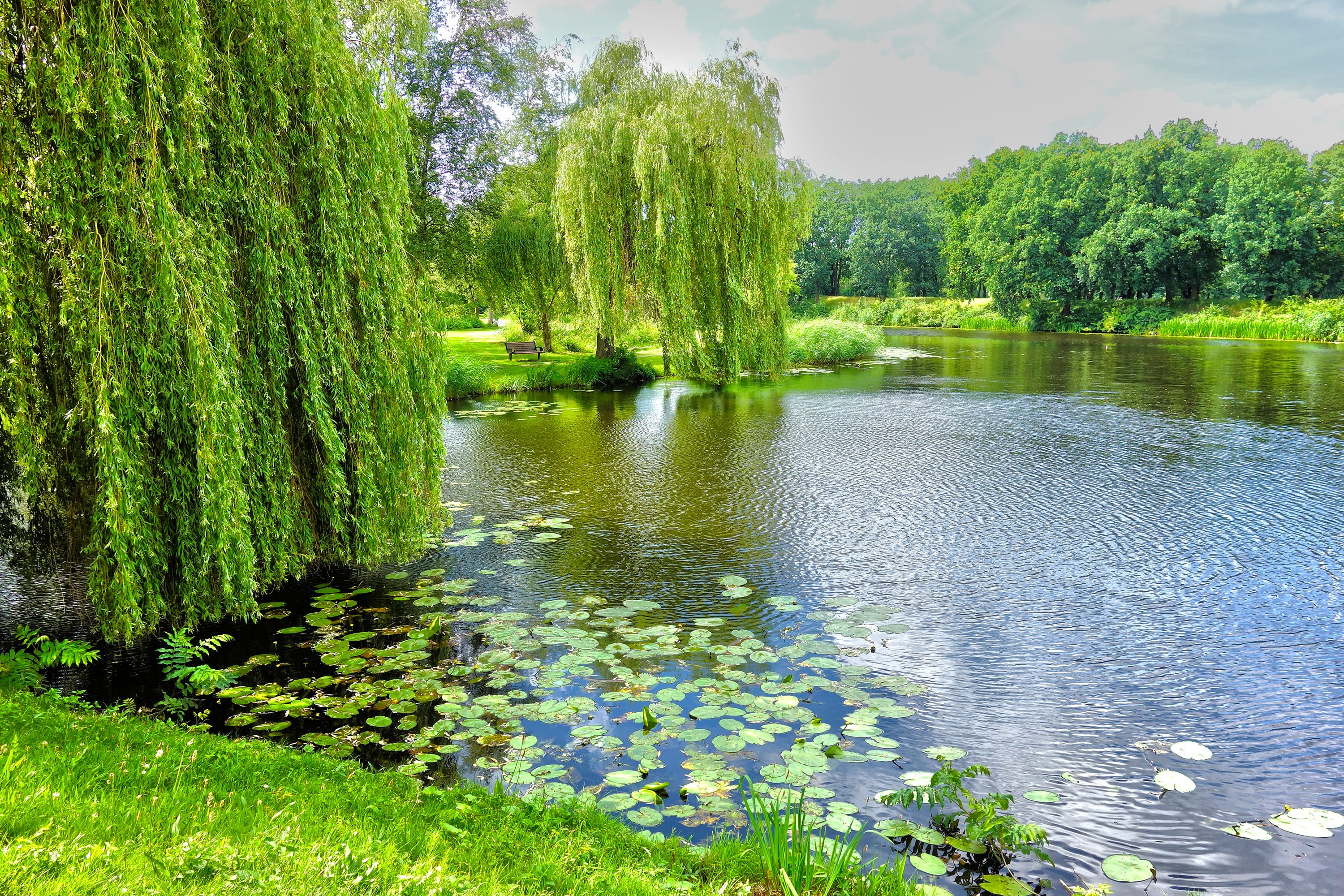 tranquil scene, park, beauty in nature, near, netherlands, scenic, lake, forest, trees, summer, water, plant, flowering plant, scenery, flower, freshness, HD Wallpaper