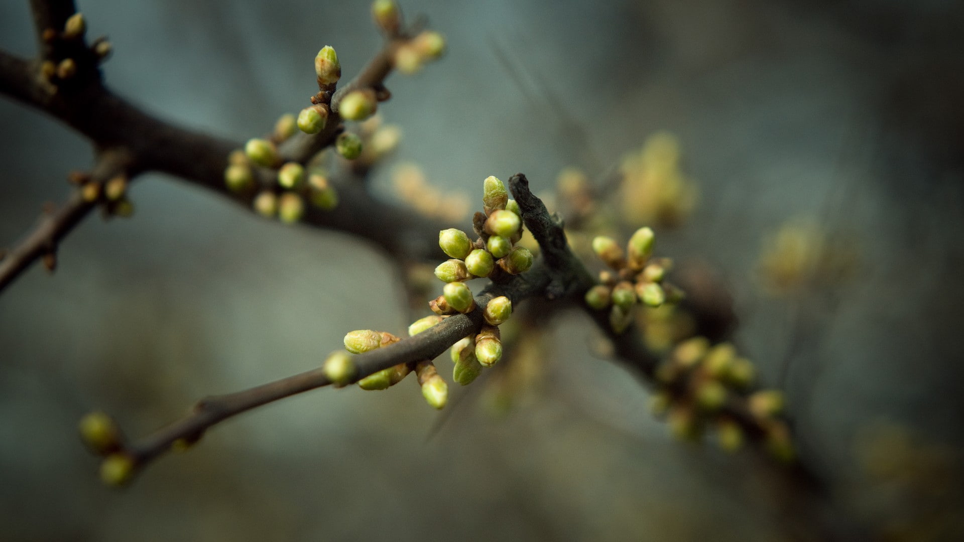 blur, hd, fig, flowers, nature, 1080P, plant, weeping, HD Wallpaper