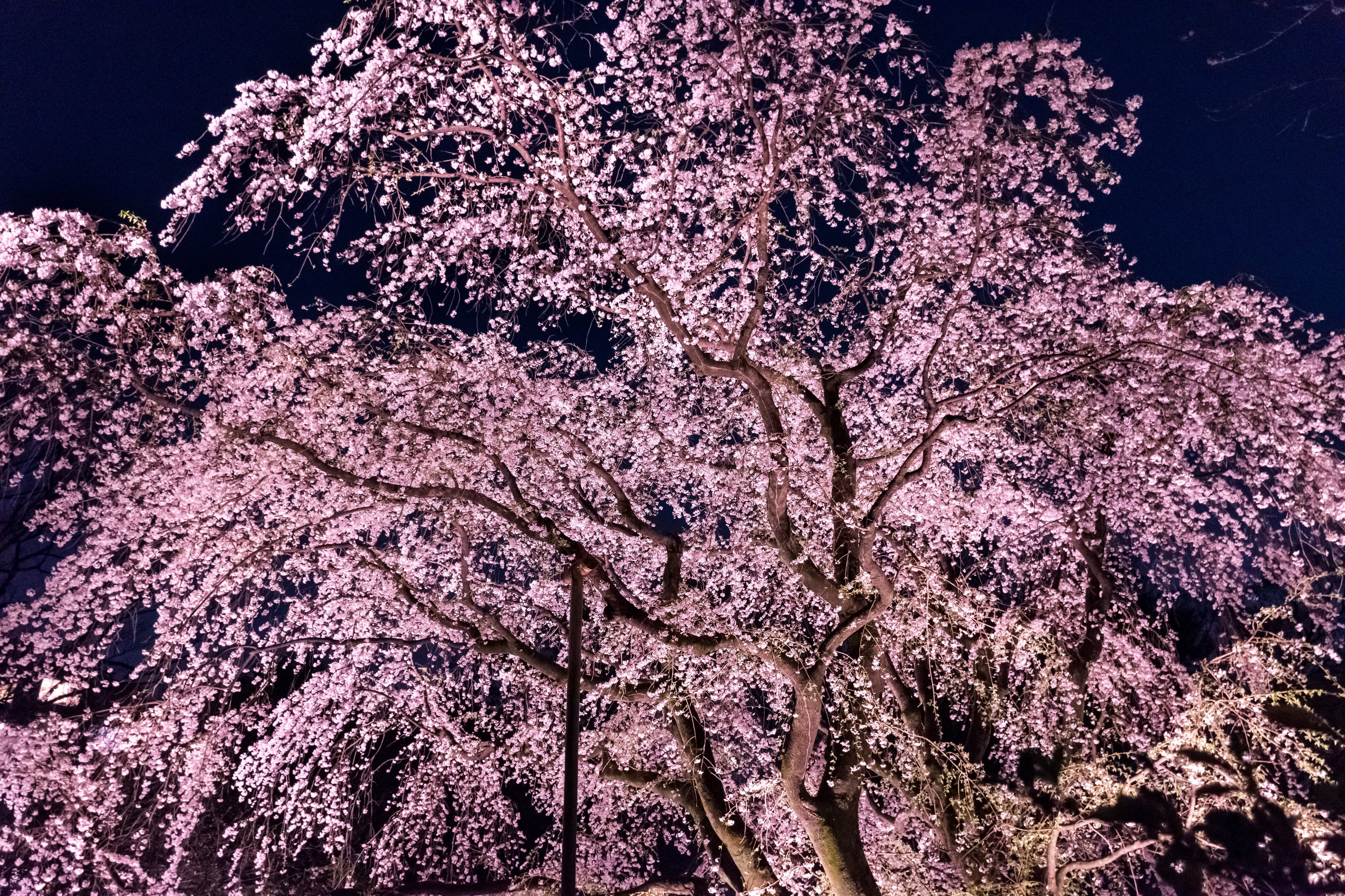 growth, cherry tree, spring flowers, tree, flowering plant, weeping cherry tree, freshness, cherry blossoms, sweet, japan, flower, pink, vulnerability, HD Wallpaper