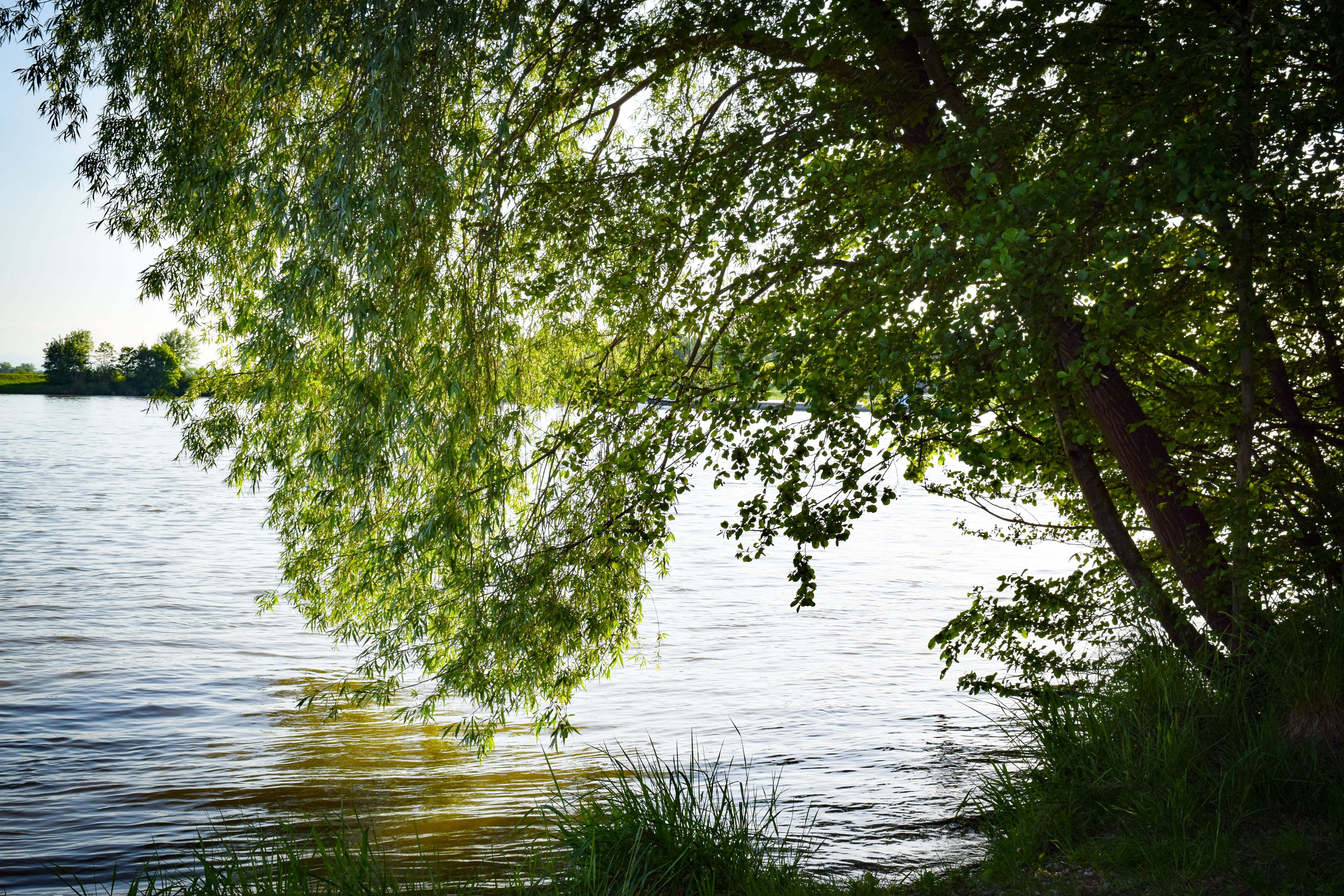day, 5K, green, landscape, tranquil scene, waterfront, water, tree, log, lake, leaves, pasture, no people, outdoors, plant, beauty in nature, branch, weeping willow, HD Wallpaper