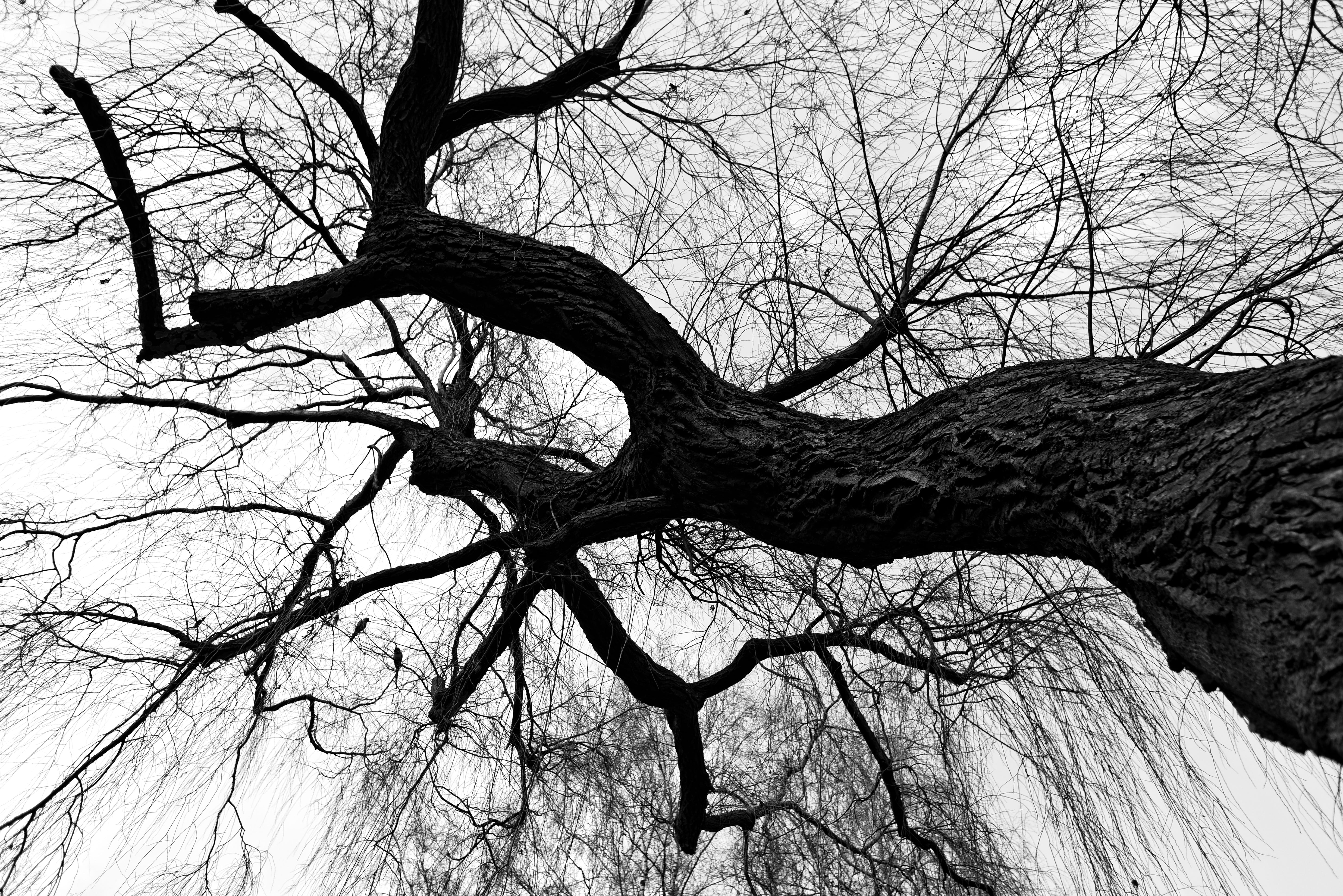 plant, low angle view, 5K, winter tree, photo, no people, bare tree, beauty in nature, parakeet, tree, dead plant, land, bare, non-urban scene, scenics - nature, HD Wallpaper