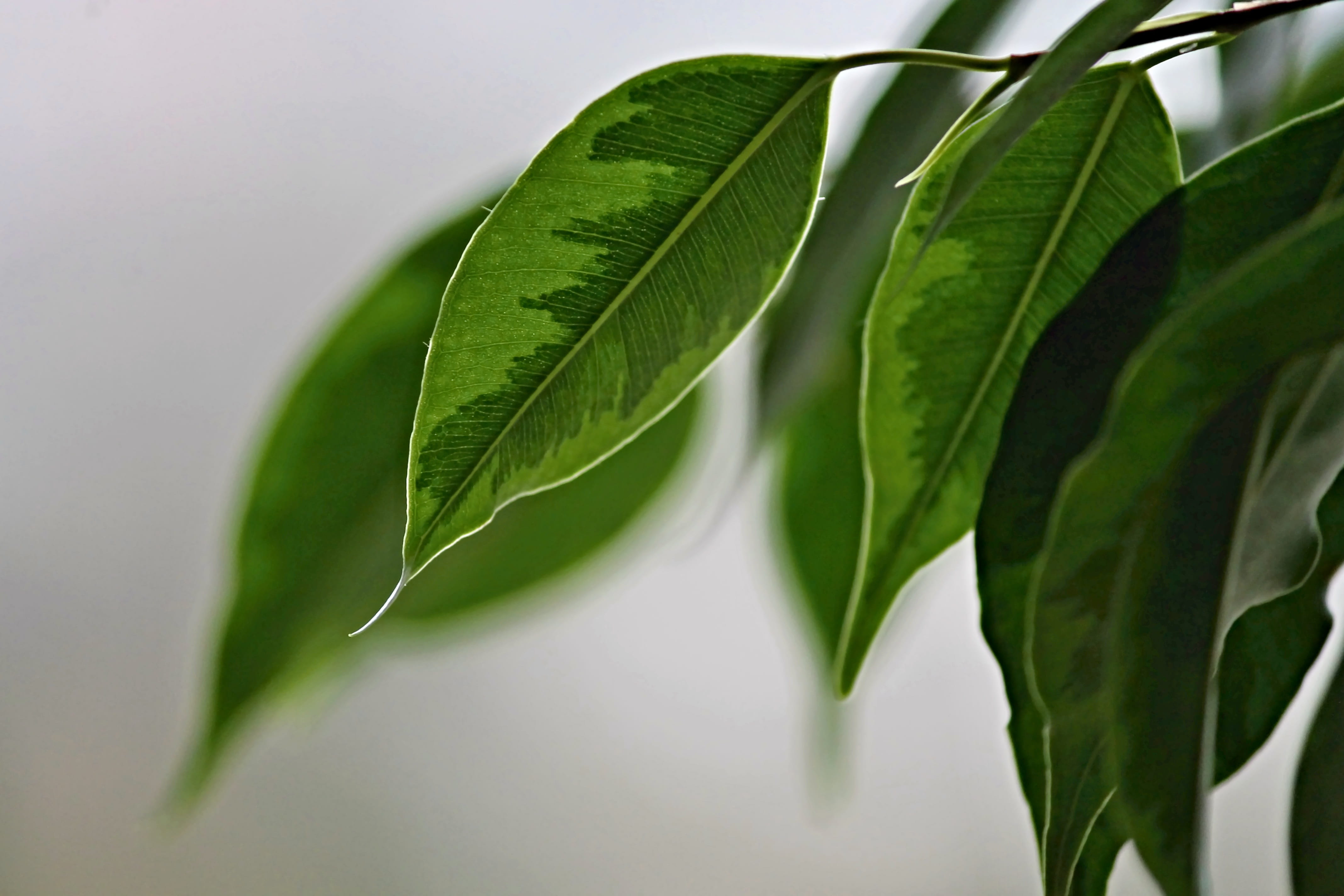 decoration, mulberry blueberry plant, food, close up, deco, green color, ficus benjamina, close-up, agriculture, plant, tree, shadow, leaf vein, 4K, structure, HD Wallpaper