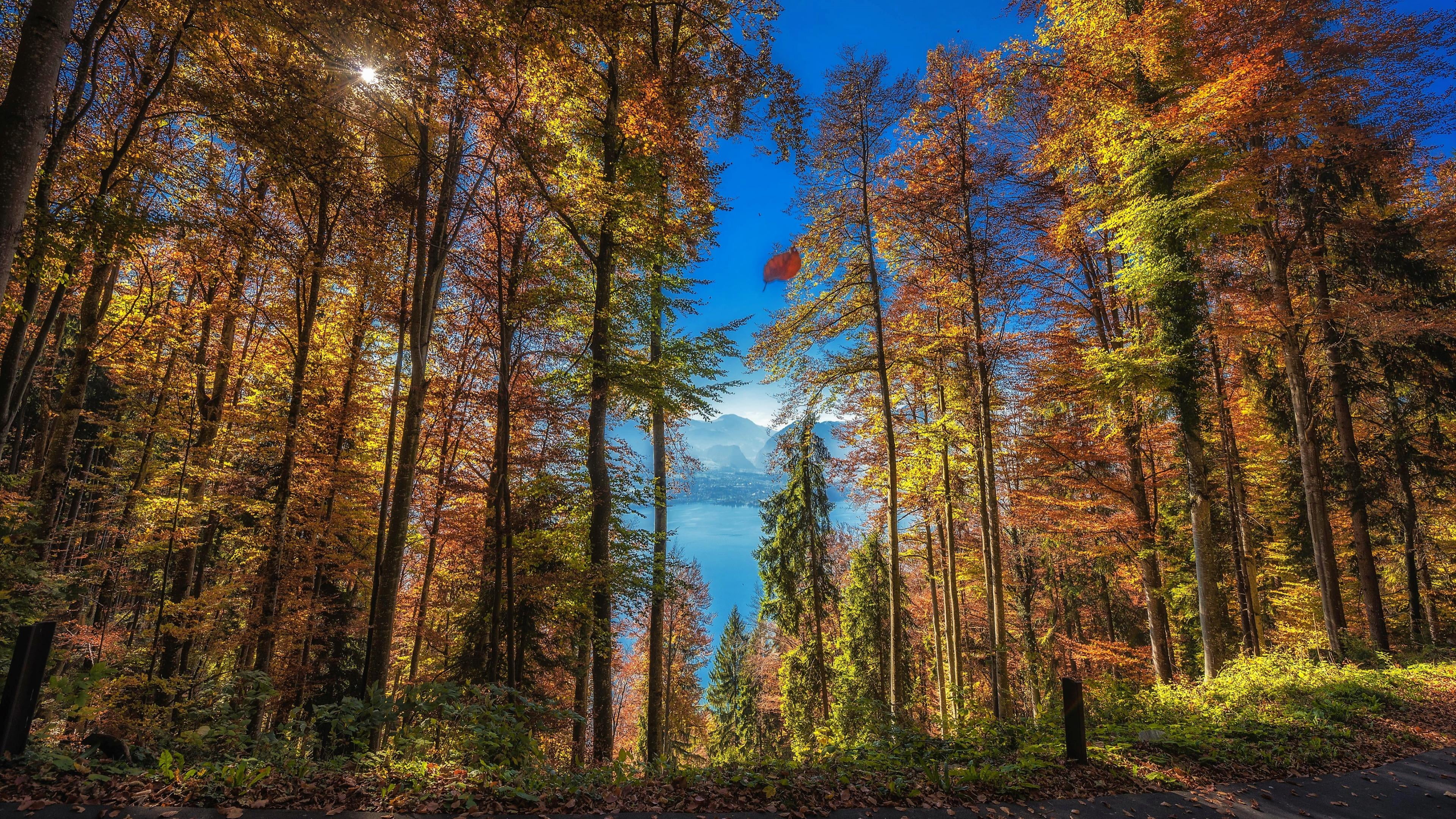 sky, plant, woody plant, nature, forest, tree, autumn colors, autumn, land, autumn leaves, woods, non-urban scene, tree trunk, wilderness, outdoors, idyllic, HD Wallpaper