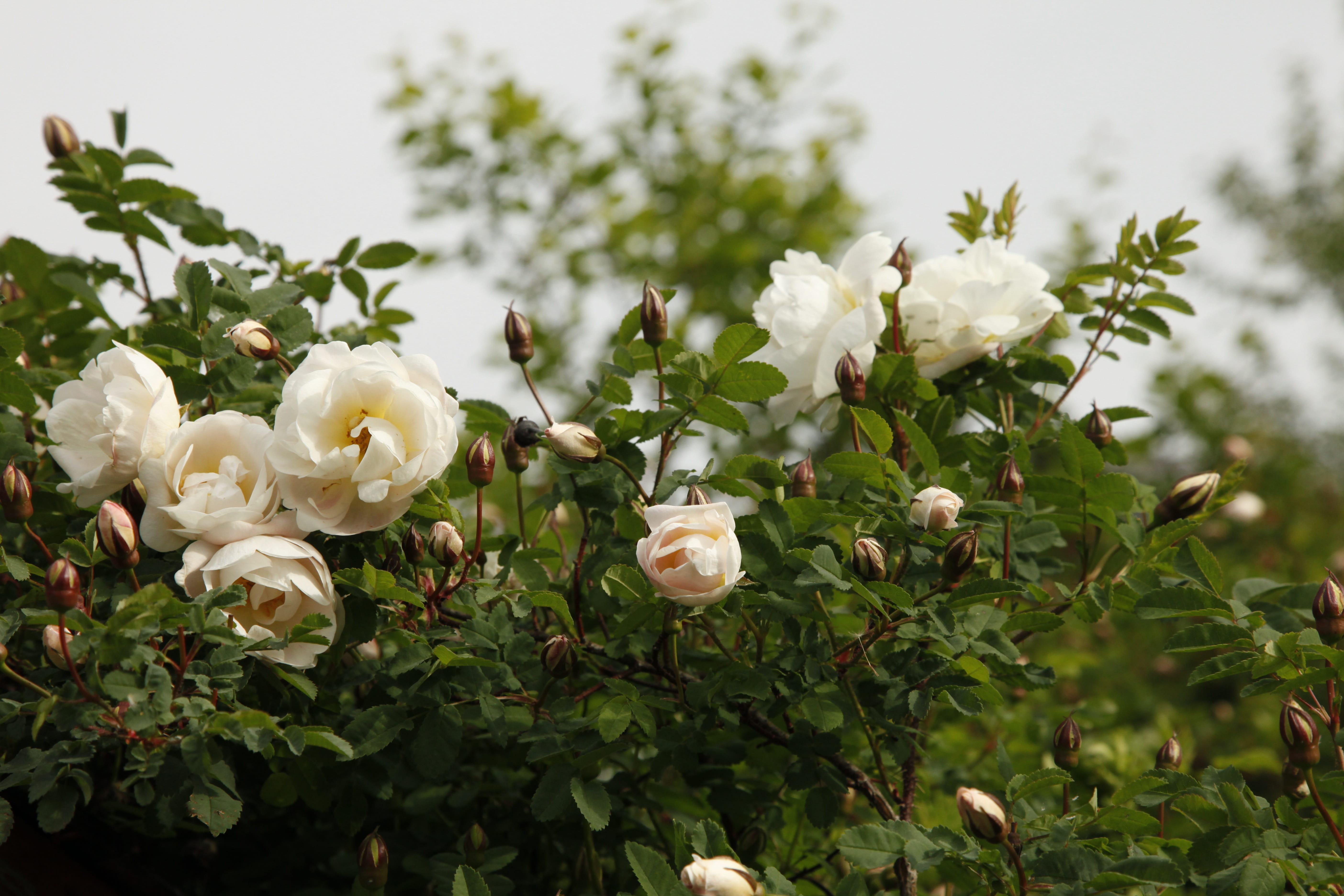 rosa, no people, vulnerability, flower head, close-up, fragility, inflorescence, beauty in nature, focus on foreground, white color, Plena, nature, day, HD Wallpaper