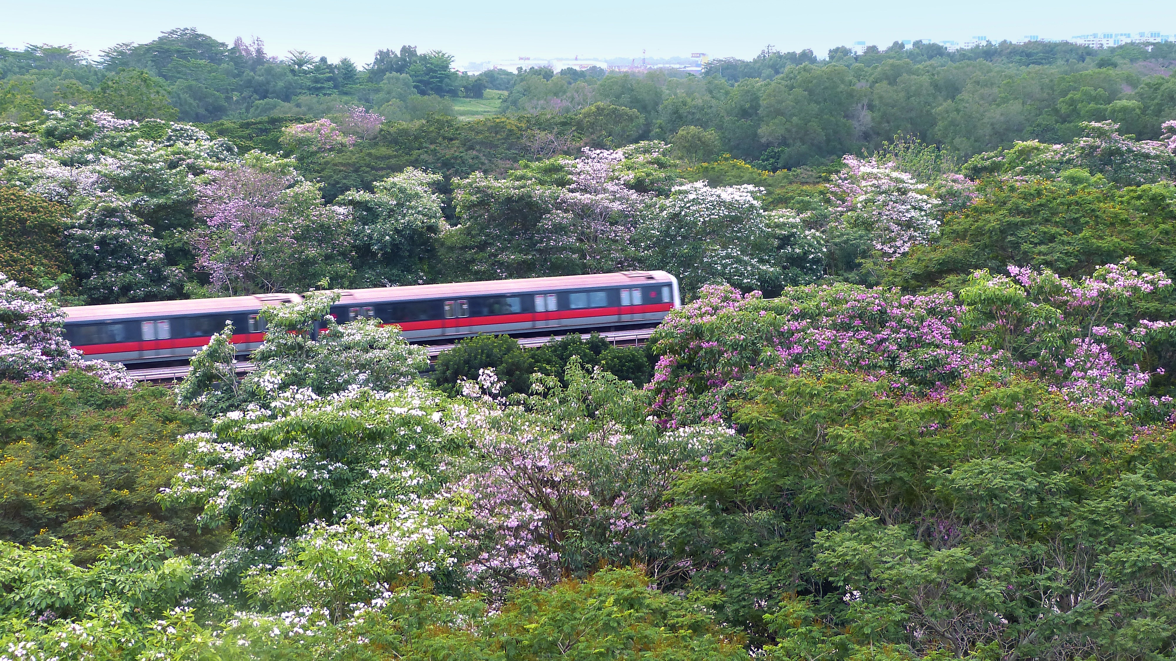 blossoms, train - vehicle, tabebuia rosea, flowering plant, flower, public transportation, passenger train, mode of transportation, trees, train, tree, HD Wallpaper