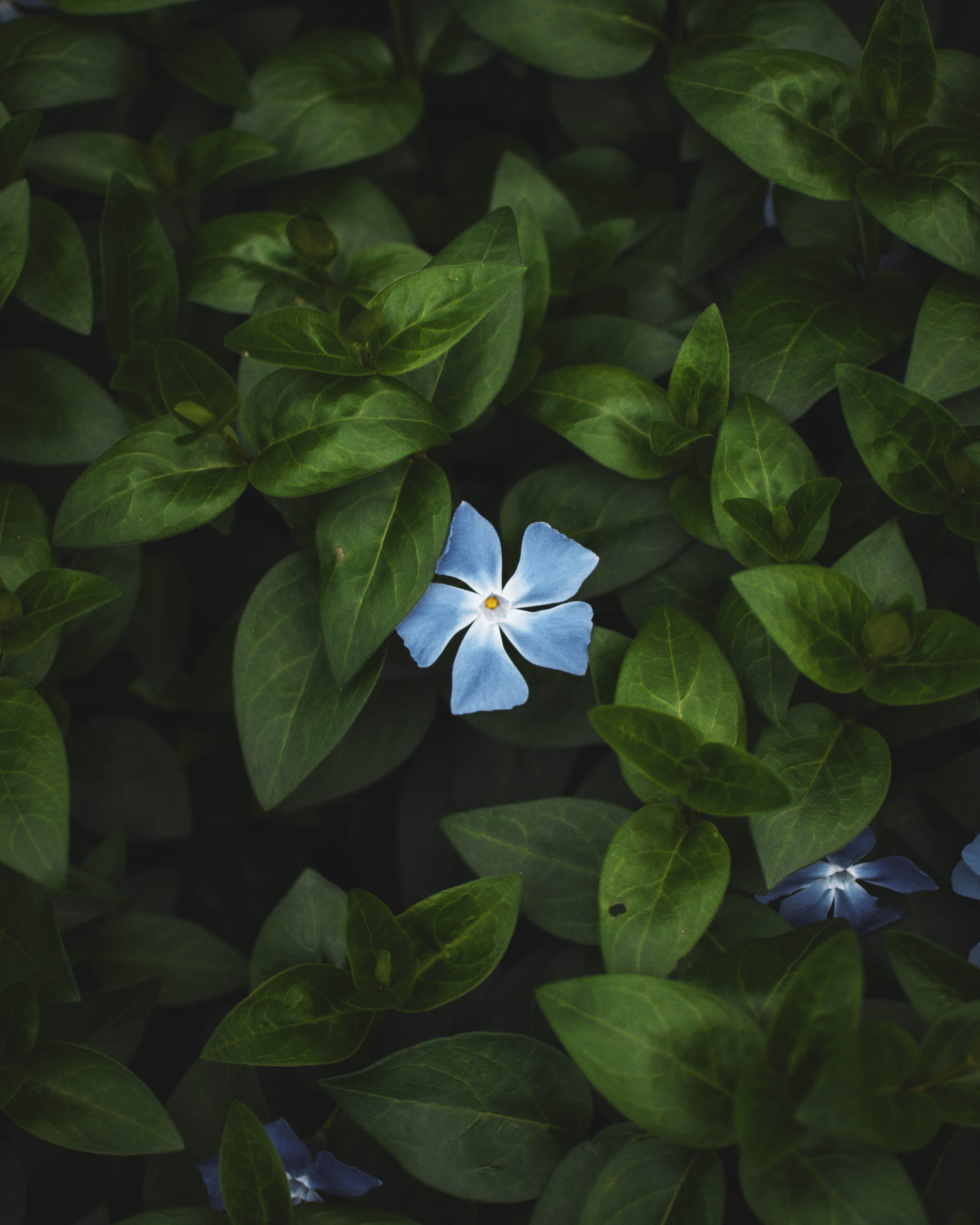 rosea, beauty in nature, color, minimal, vinca, photography, 4K, no people, nature, selective, botany, garden, flower, plant, green, flower head, petal, Phone HD Wallpaper