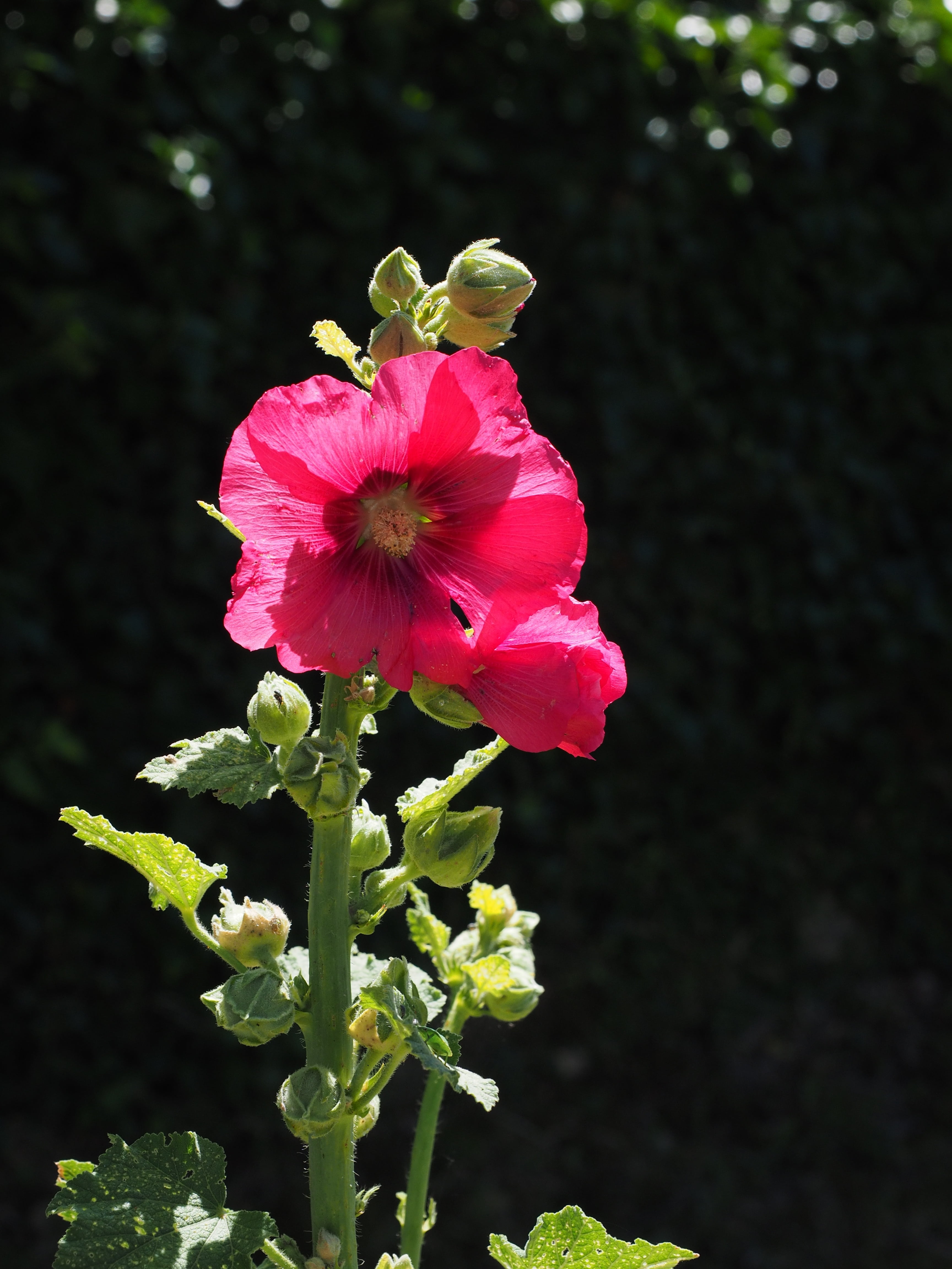 color, plant, stock rose garden, poplar rose, bloom, malvaceae, flora, bright, ordinary stock rose, hibiscus, freshness, growth, flowering plant, day, poplar garden rose, Phone HD Wallpaper