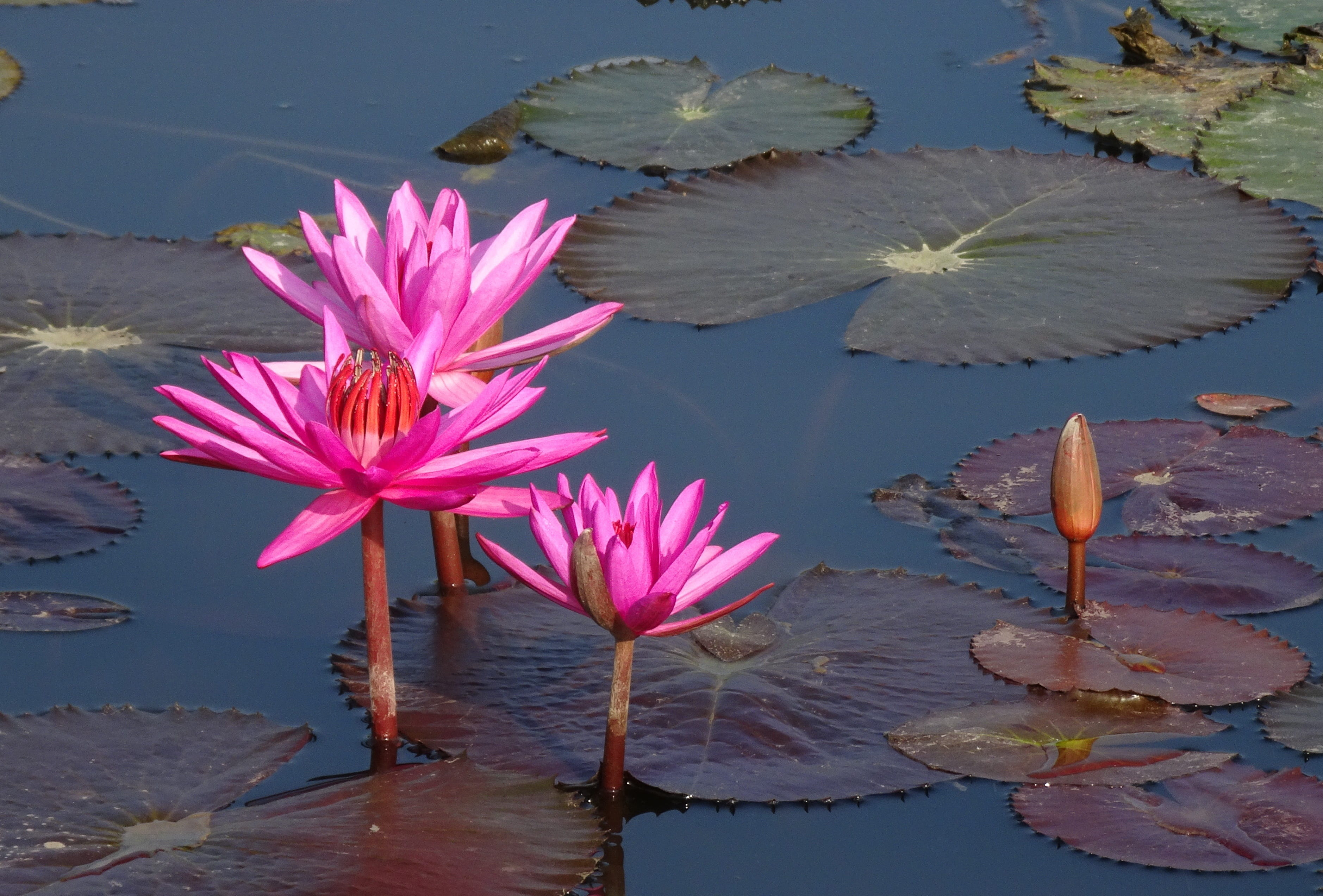 flower, pollen, plant part, petal, india, aquatic, fragility, island, havelock, floating on water, no people, pond, flowering plant, flower head, leaves, HD Wallpaper