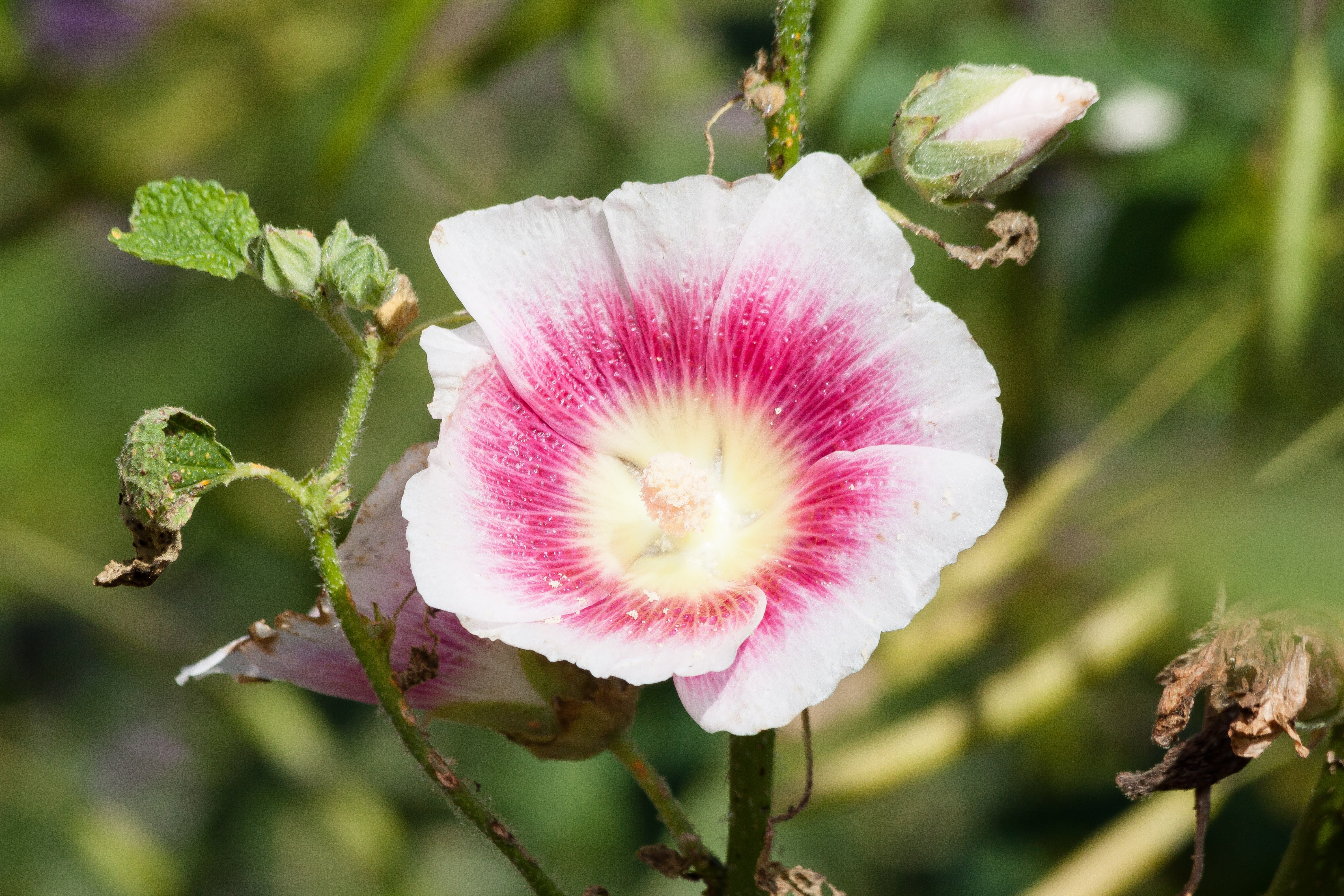 hollyhock, growth, baby rose, 4K, pink color, fragility, stock rose, no people, bud, flowering plant, white, focus on foreground, freshness, mallow, malvaceae, HD Wallpaper