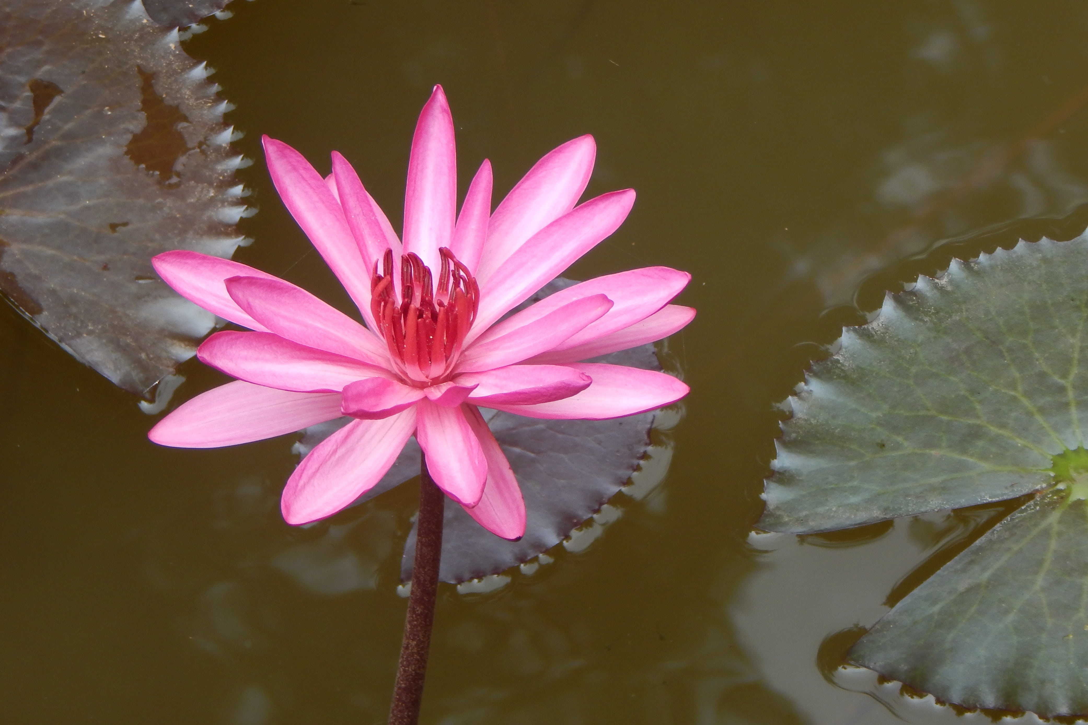 summer, fragility, vulnerability, raktakamal, waterlily, 4K, plant, lotus Water Lily, blossom, india, red water lily, lal kamal, growth, nymphaea rubra, HD Wallpaper